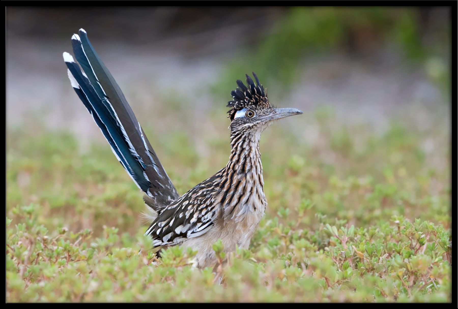 DSC04605-Roadrunner-46.jpg