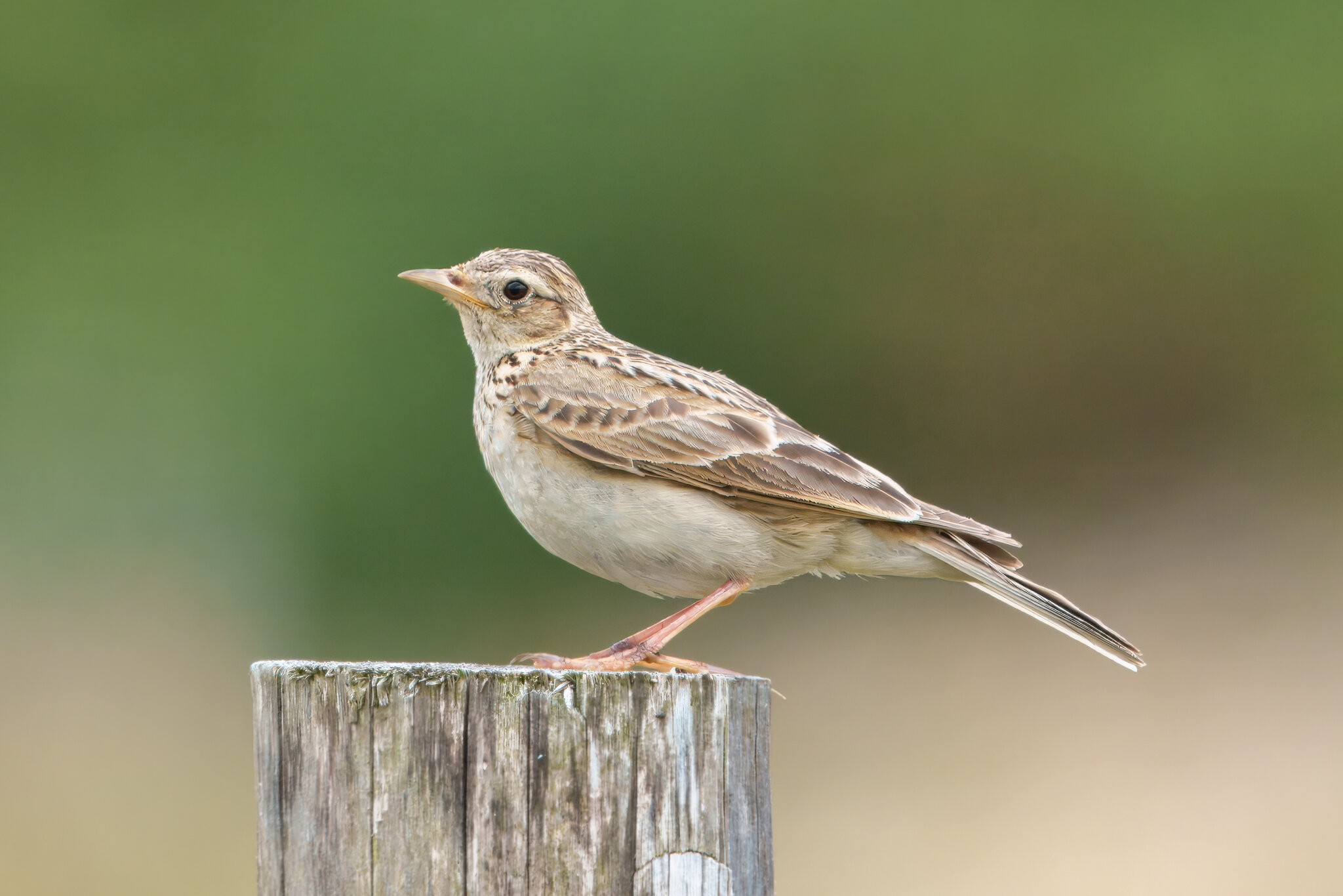 DSC04752 - Skylark.jpeg