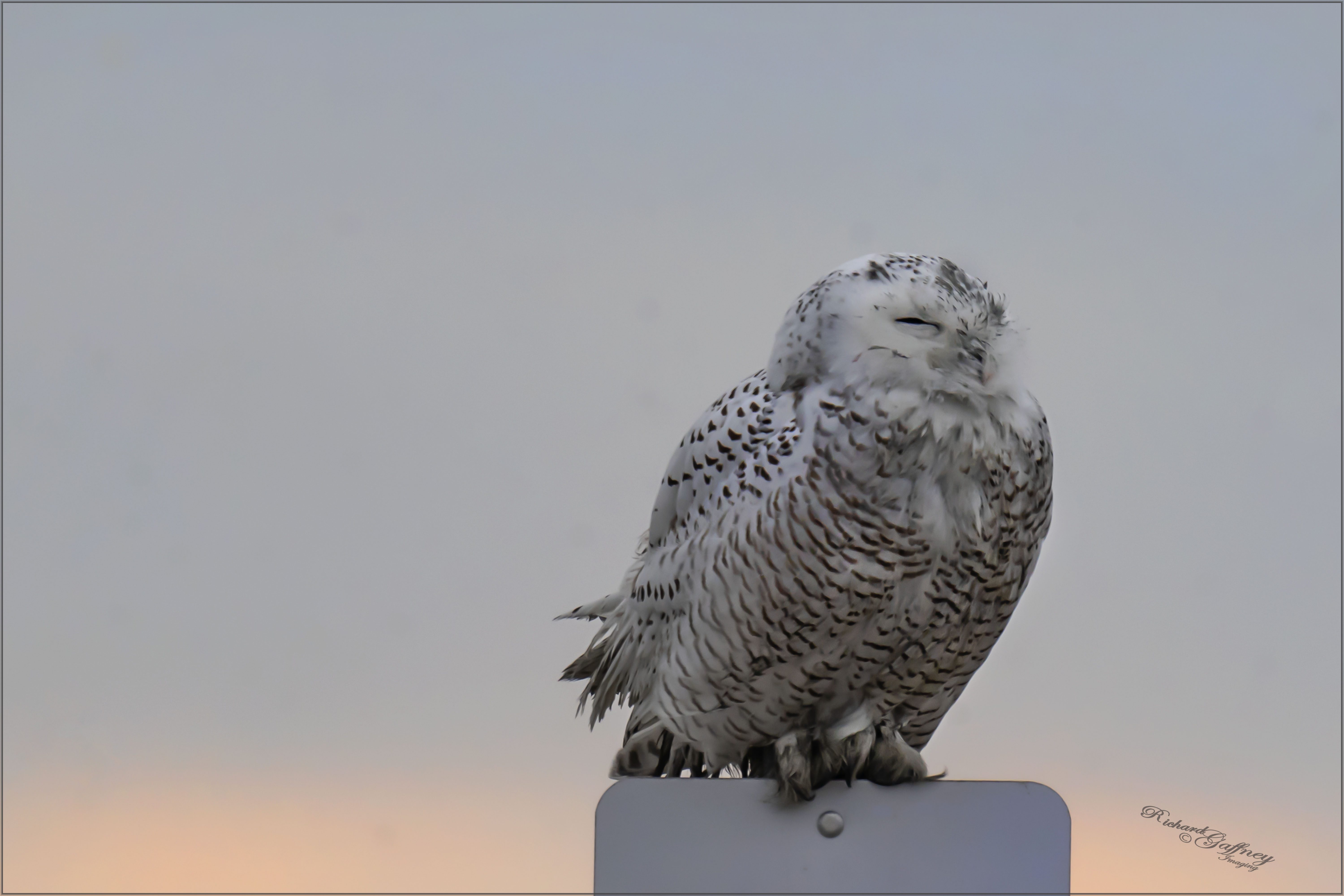 DSC04787 Snoozing Snowy Owl L Dec 9 2020.jpg