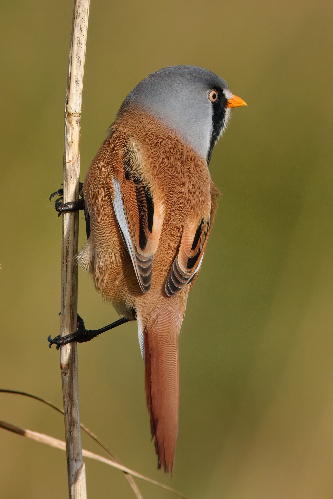 DSC04839 - Bearded Tit (Male).jpeg