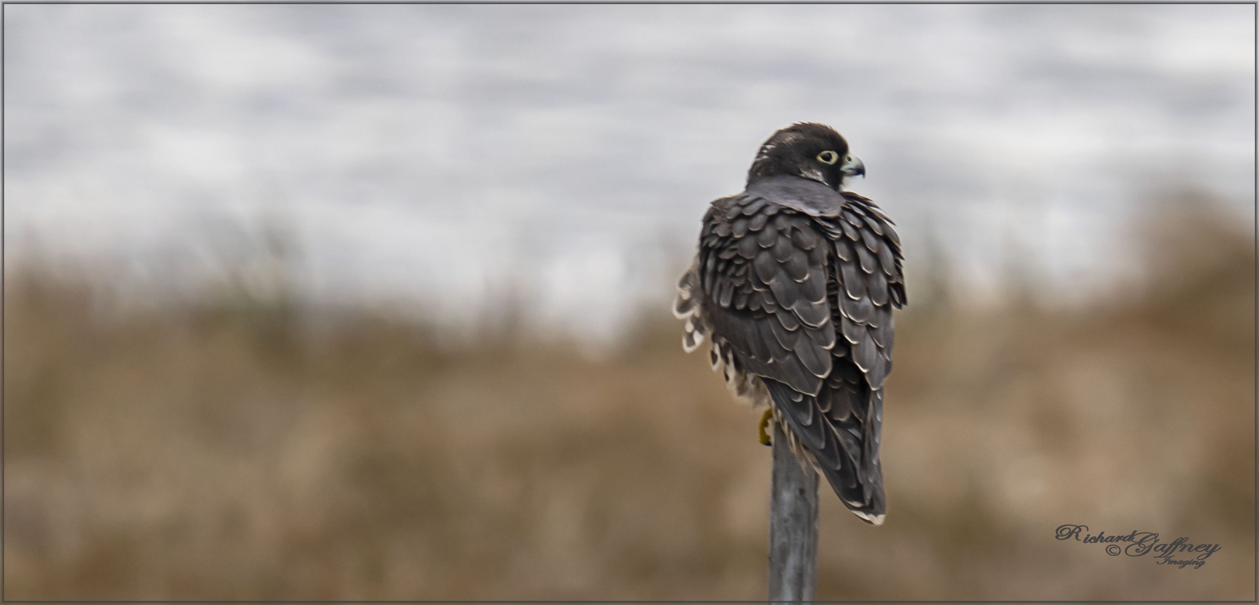 DSC04843 Juvenile Peregrin Falcon M Dec 9 2020.jpg