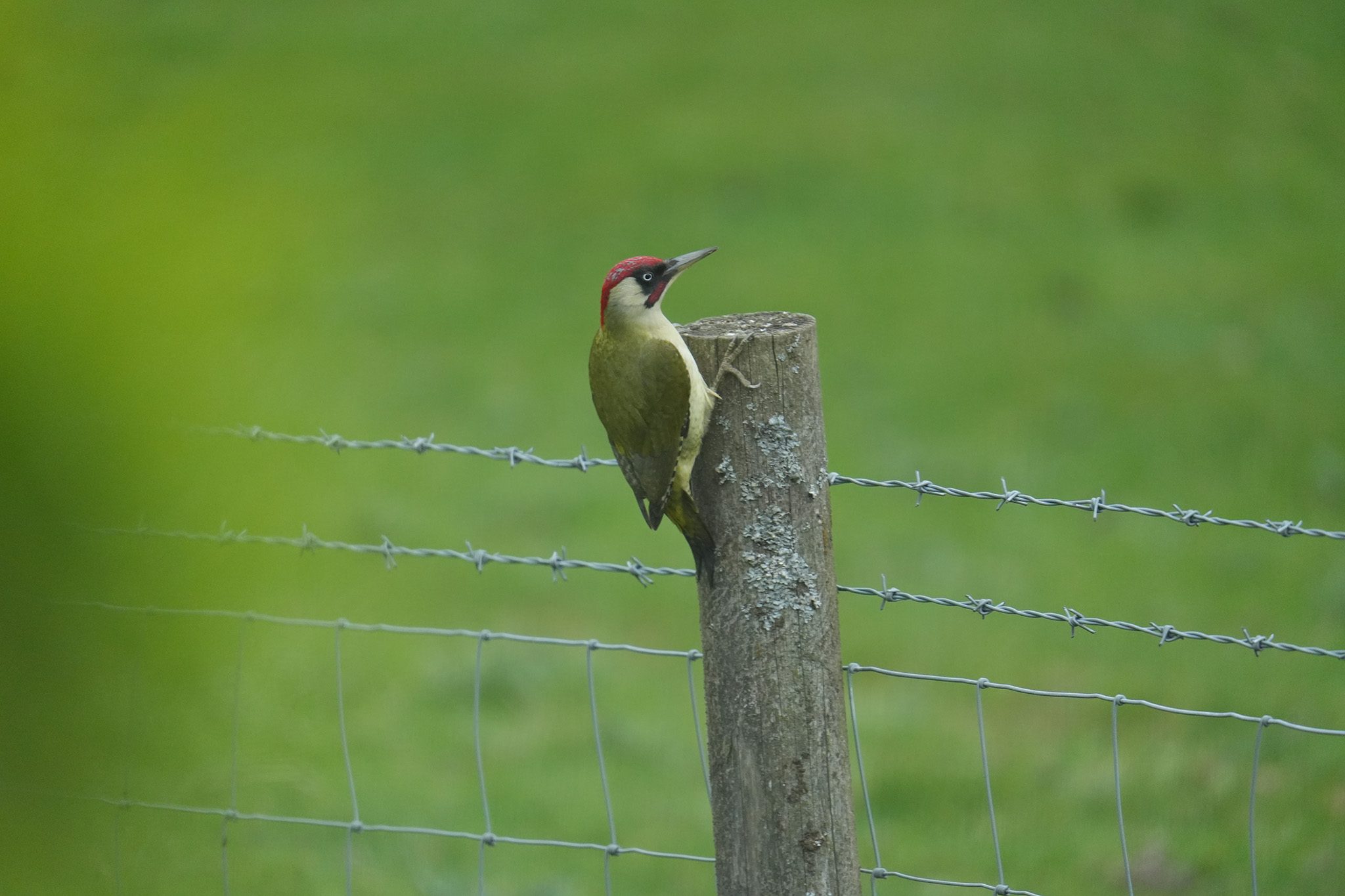 DSC04844-Green-Woodpecker-2048px.jpg