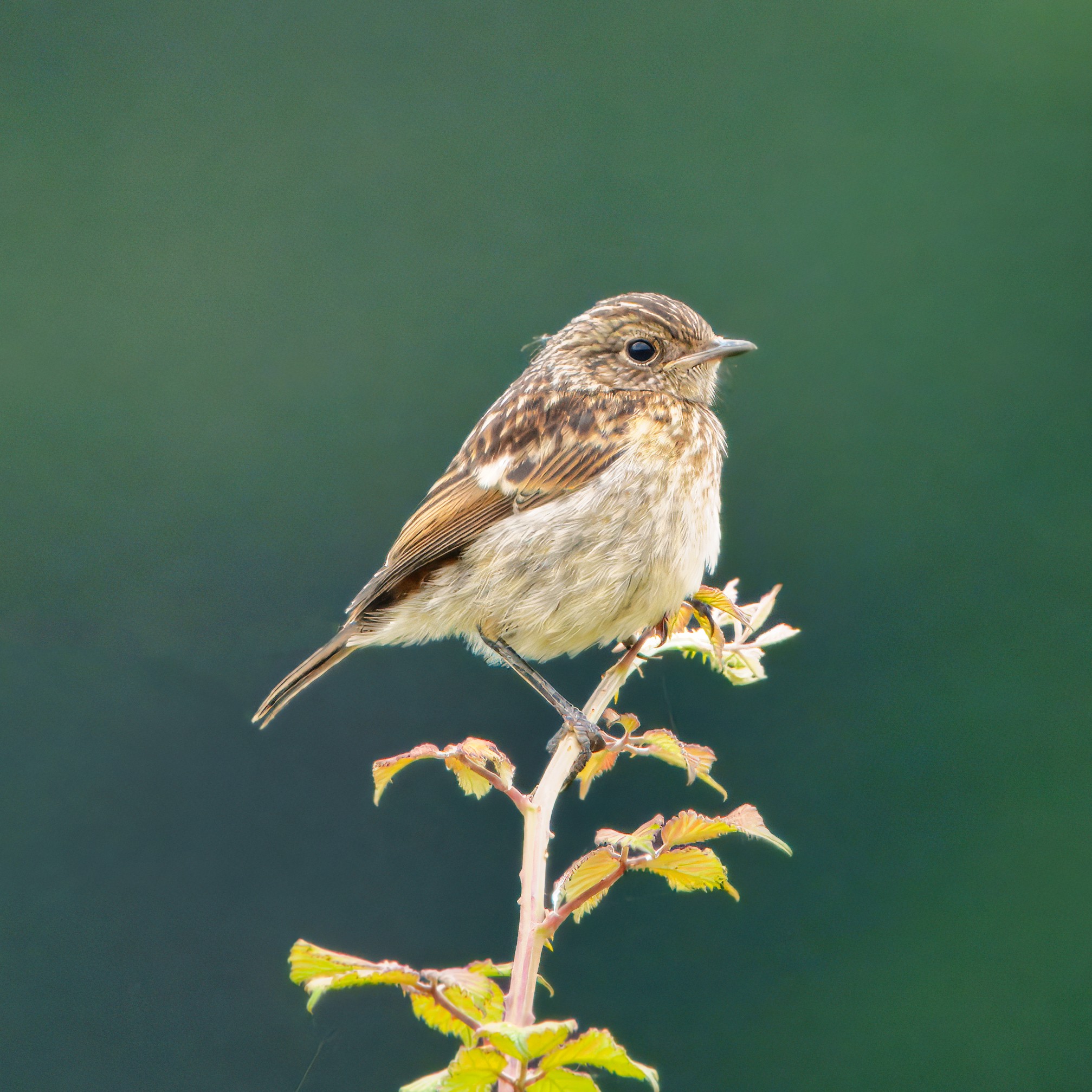 DSC04903 - Stonechat - female.jpeg