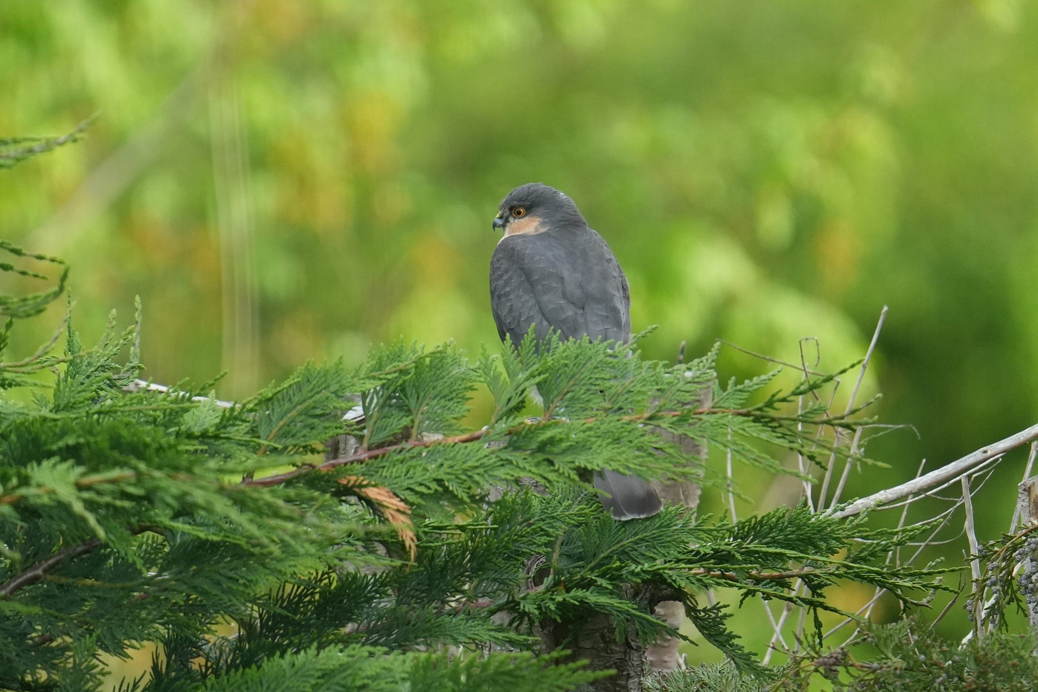 DSC04907-Sparrowhawk-Male-2048px.jpg