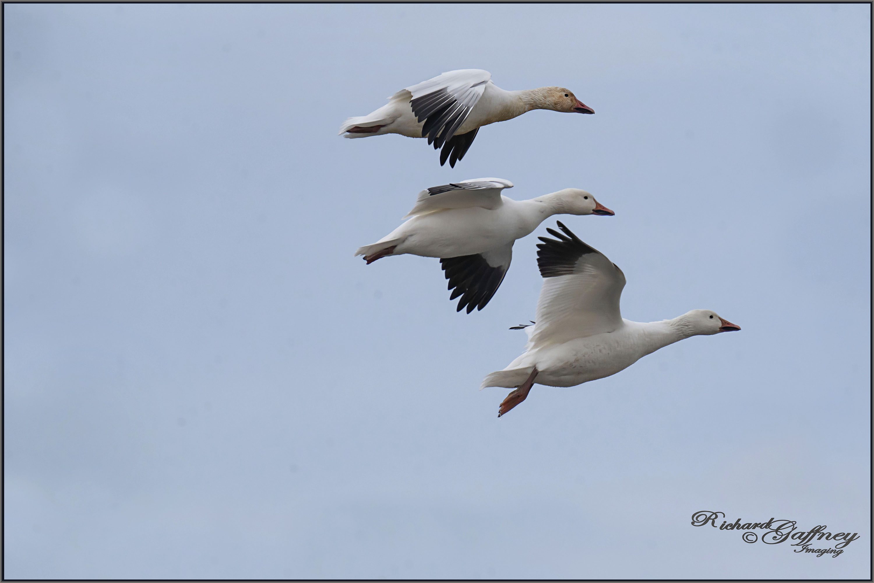 DSC04921 snow geese flight Dec 9 2020 M.jpg