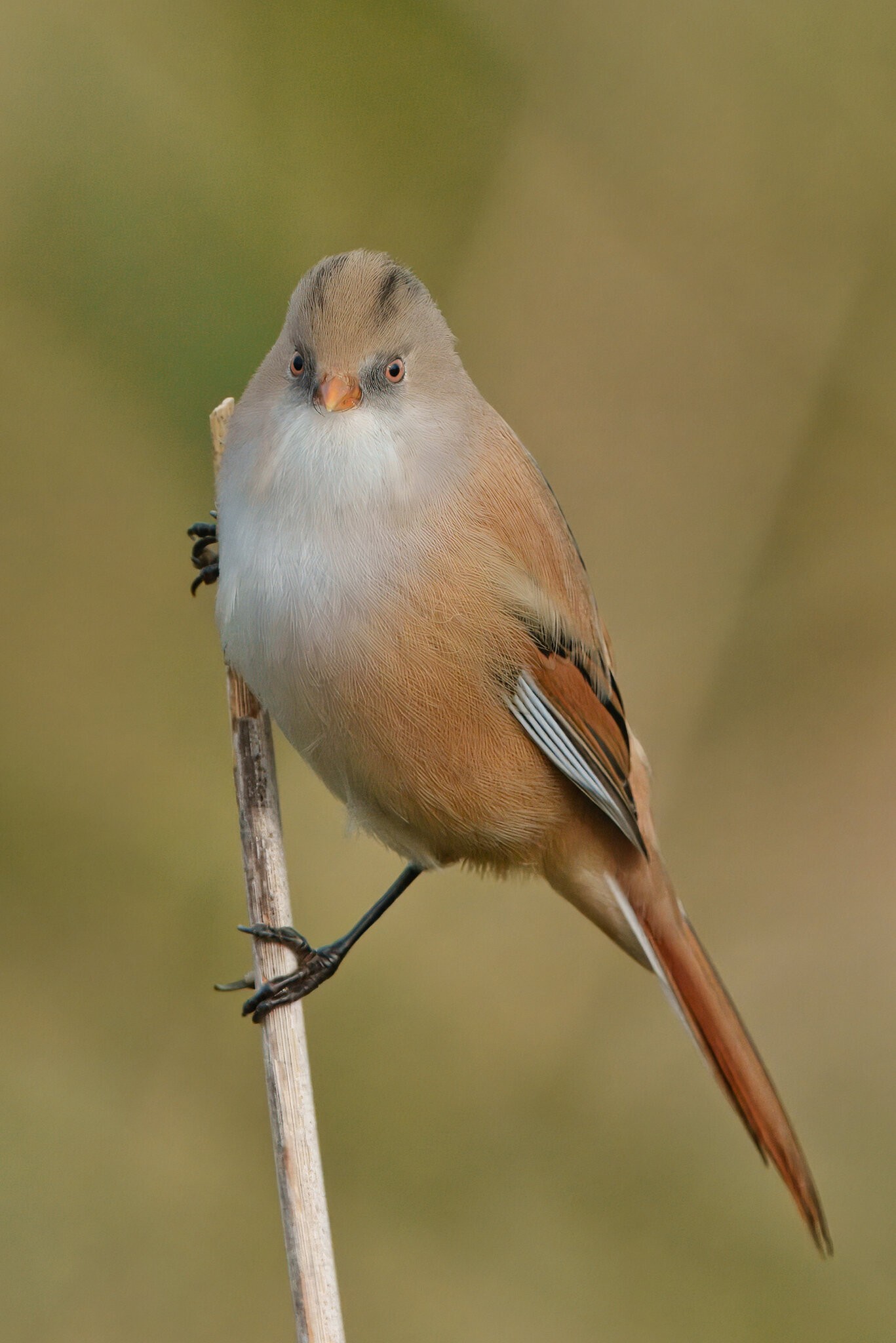 DSC05049 - Bearded Tit (Female).jpeg