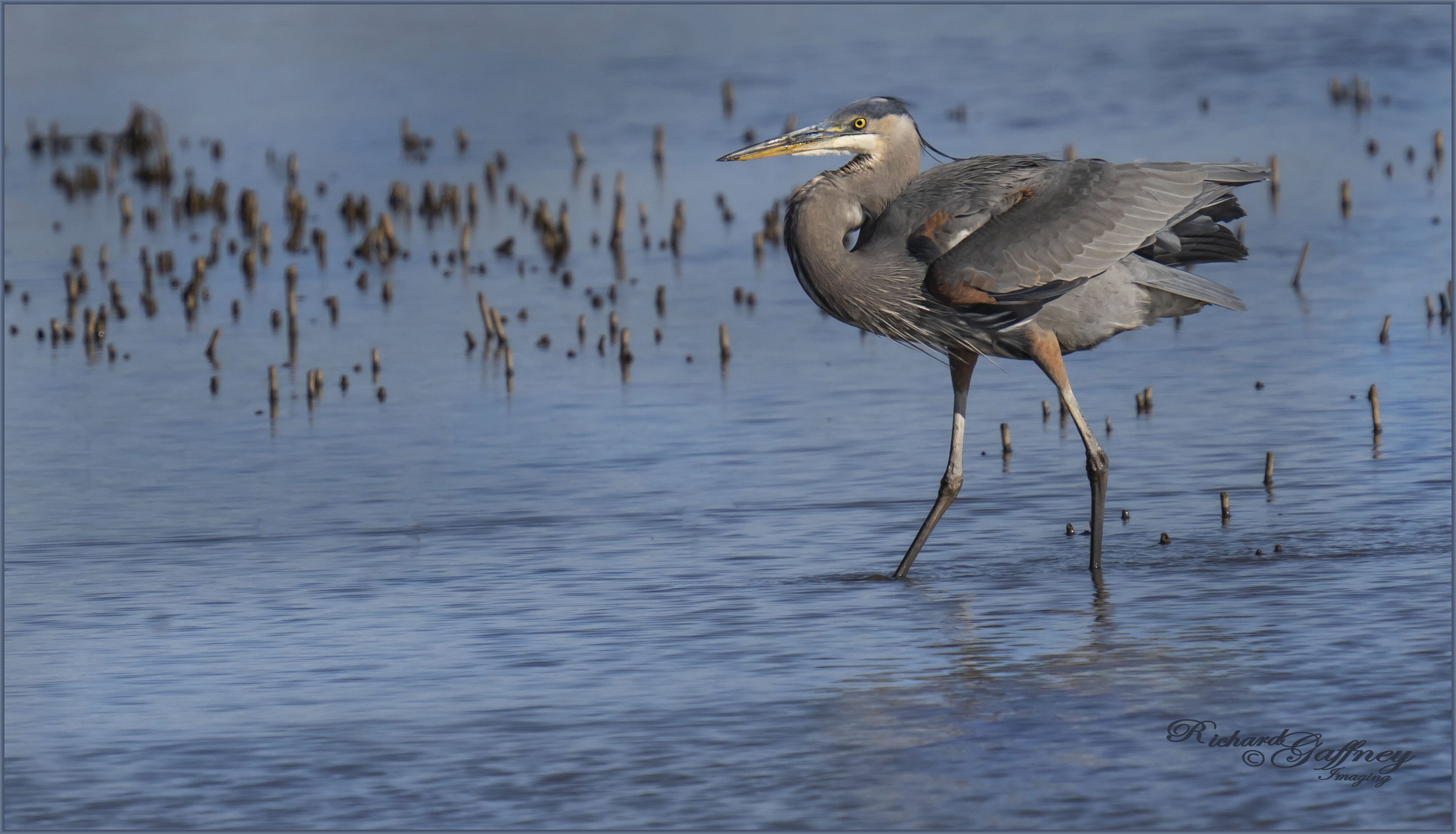 DSC05066 Heron   M.jpg