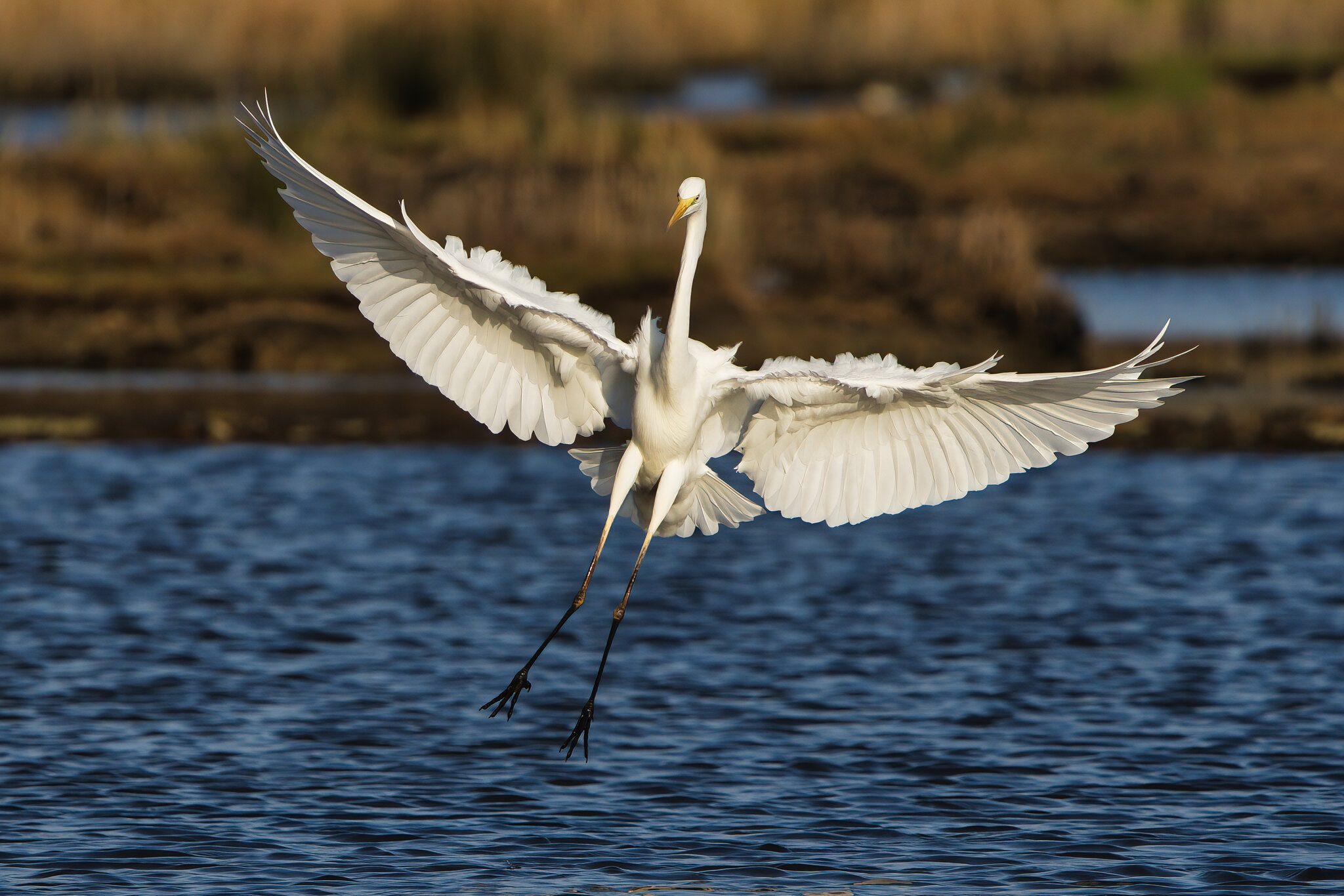 DSC06034 copy- Great White Egret landing.jpeg