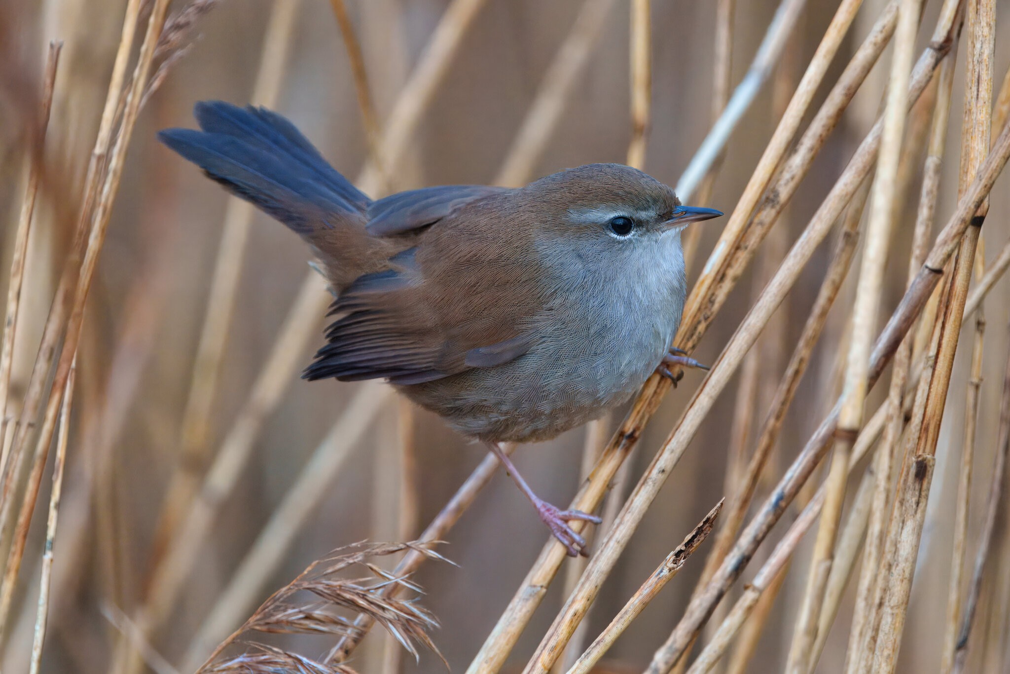 DSC06160 - Cetti's Warbler.jpeg