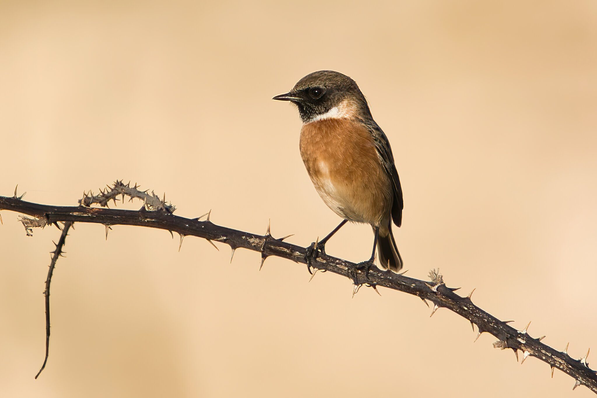 DSC06178 - stonechat-standard-scale-4_00x-gigapixel.jpg