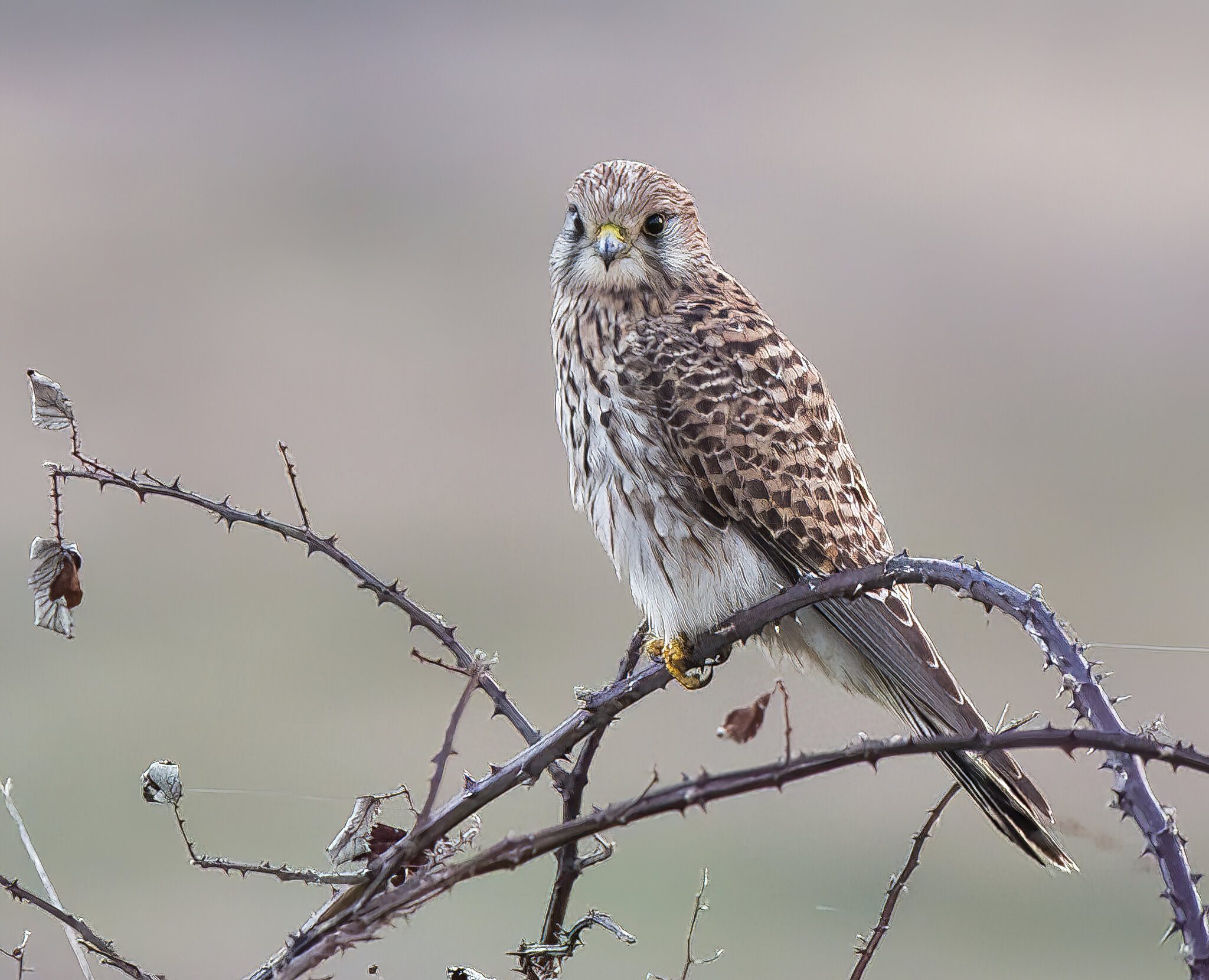 DSC06276-Kestral 3-standard-scale-4_00x-gigapixel.jpg