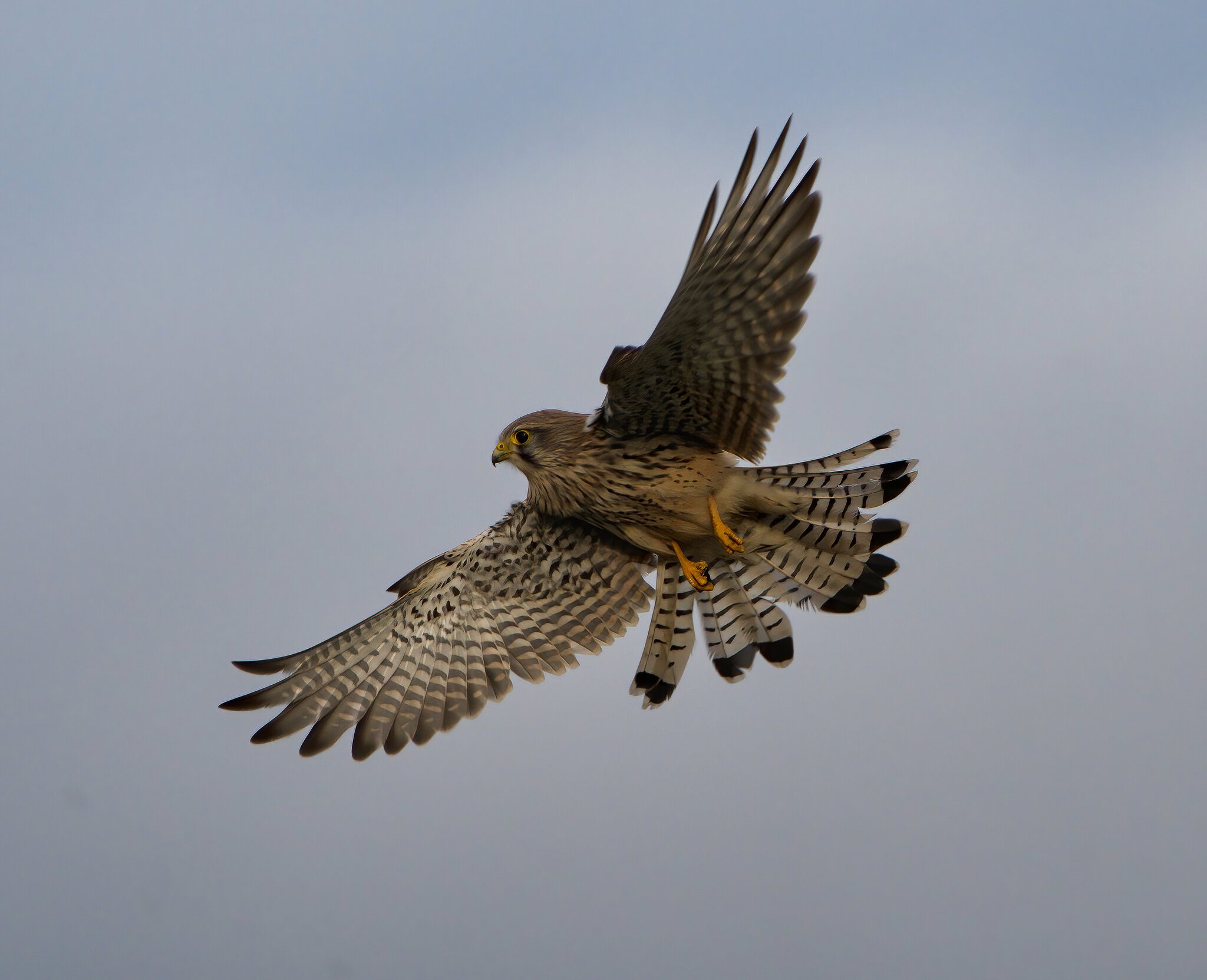 DSC07251-Kestral Flying Dawlish.jpg