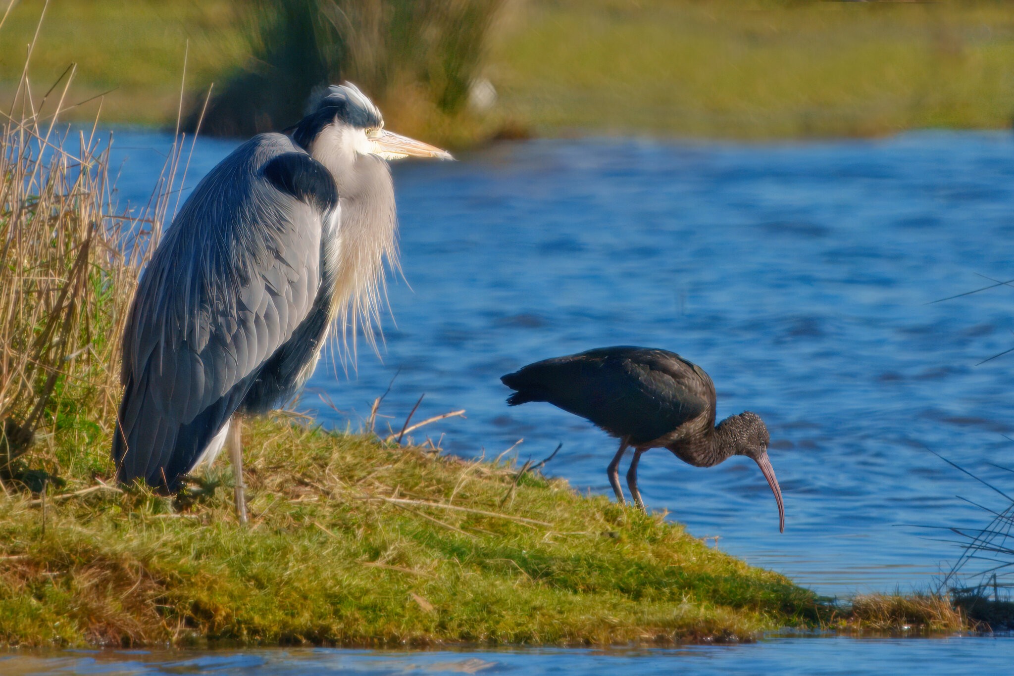 DSC07282 - Glossy Ibis & Grey Heron.jpeg