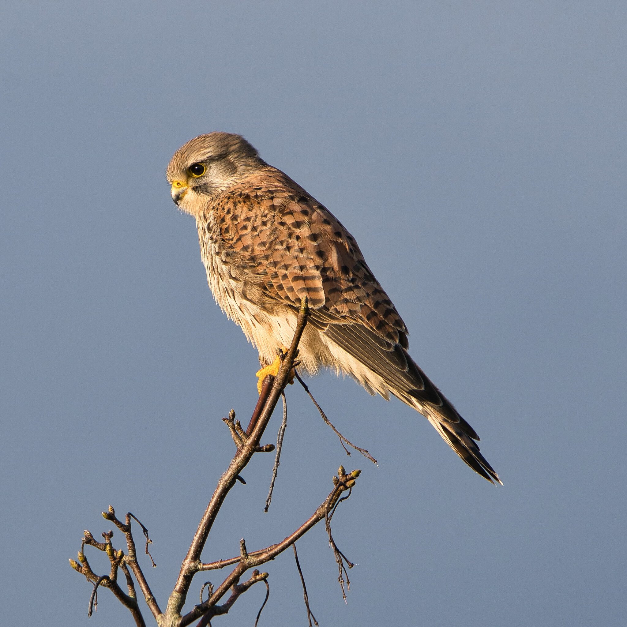 DSC07384 - Kestral perched Dawlish Warren.jpg