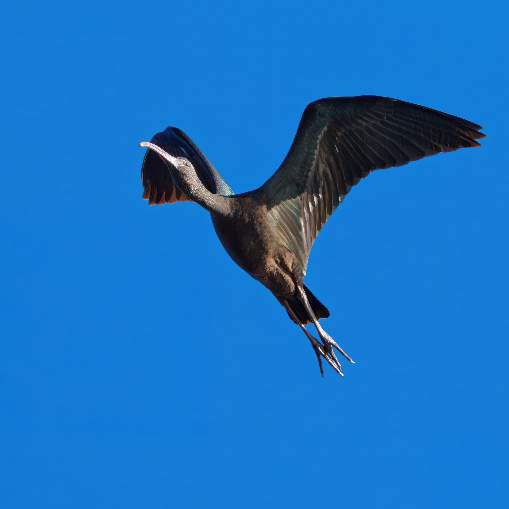 DSC07518 - Glossy Ibis.jpeg