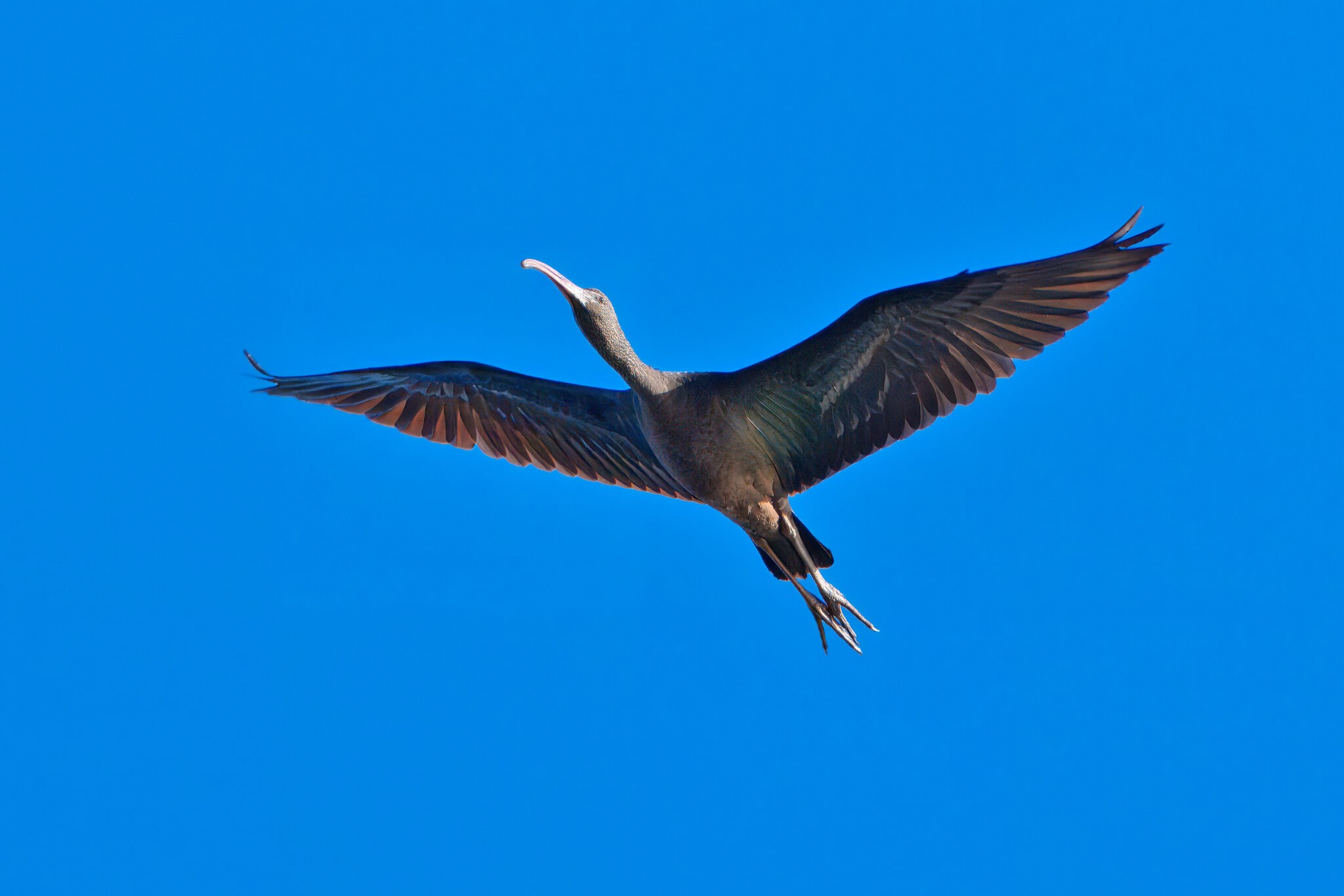 DSC07519 - Glossy Ibis.jpeg