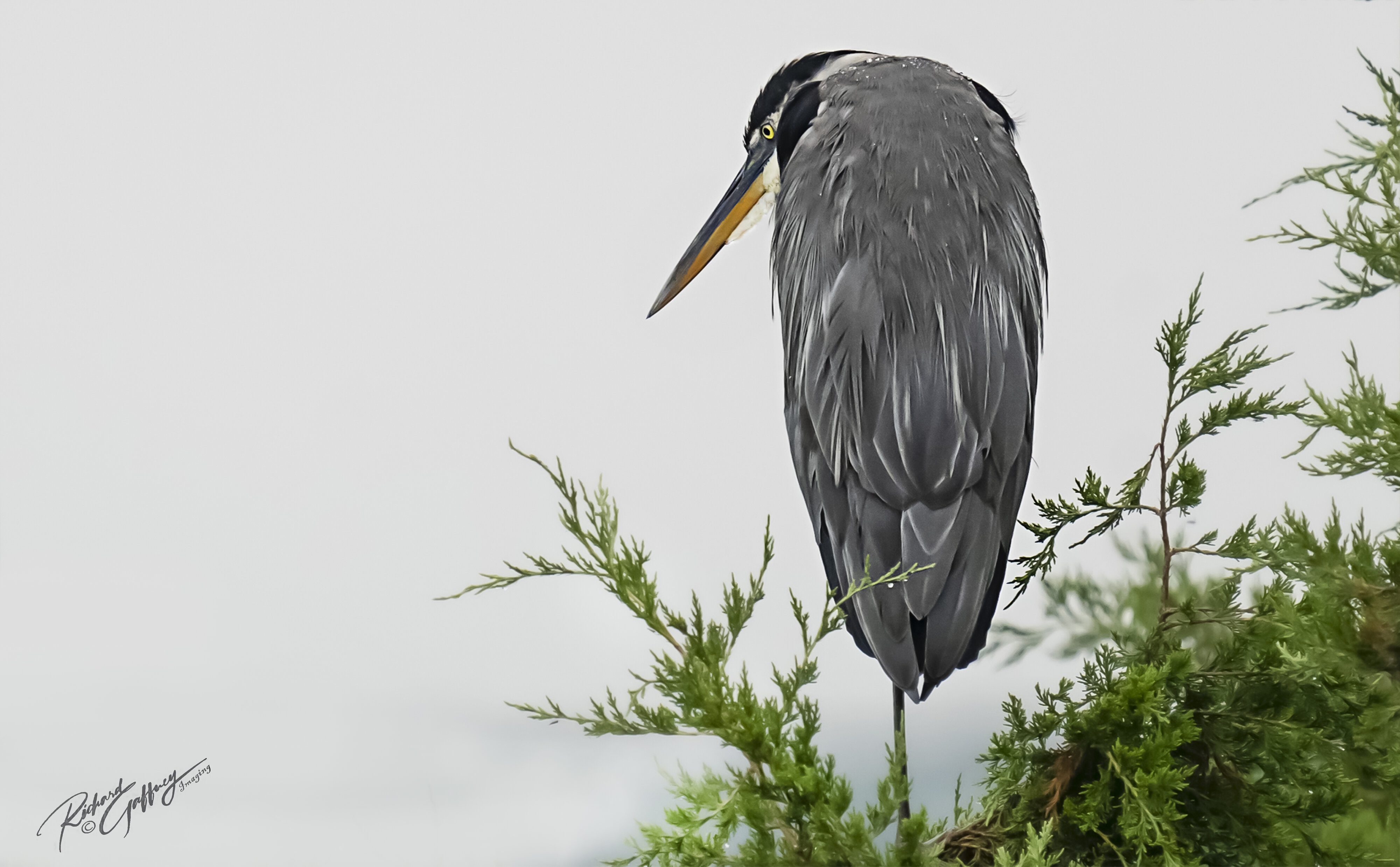 DSC07842 Blue heron in the Rain EBF Aug 23 2021 LL.jpg