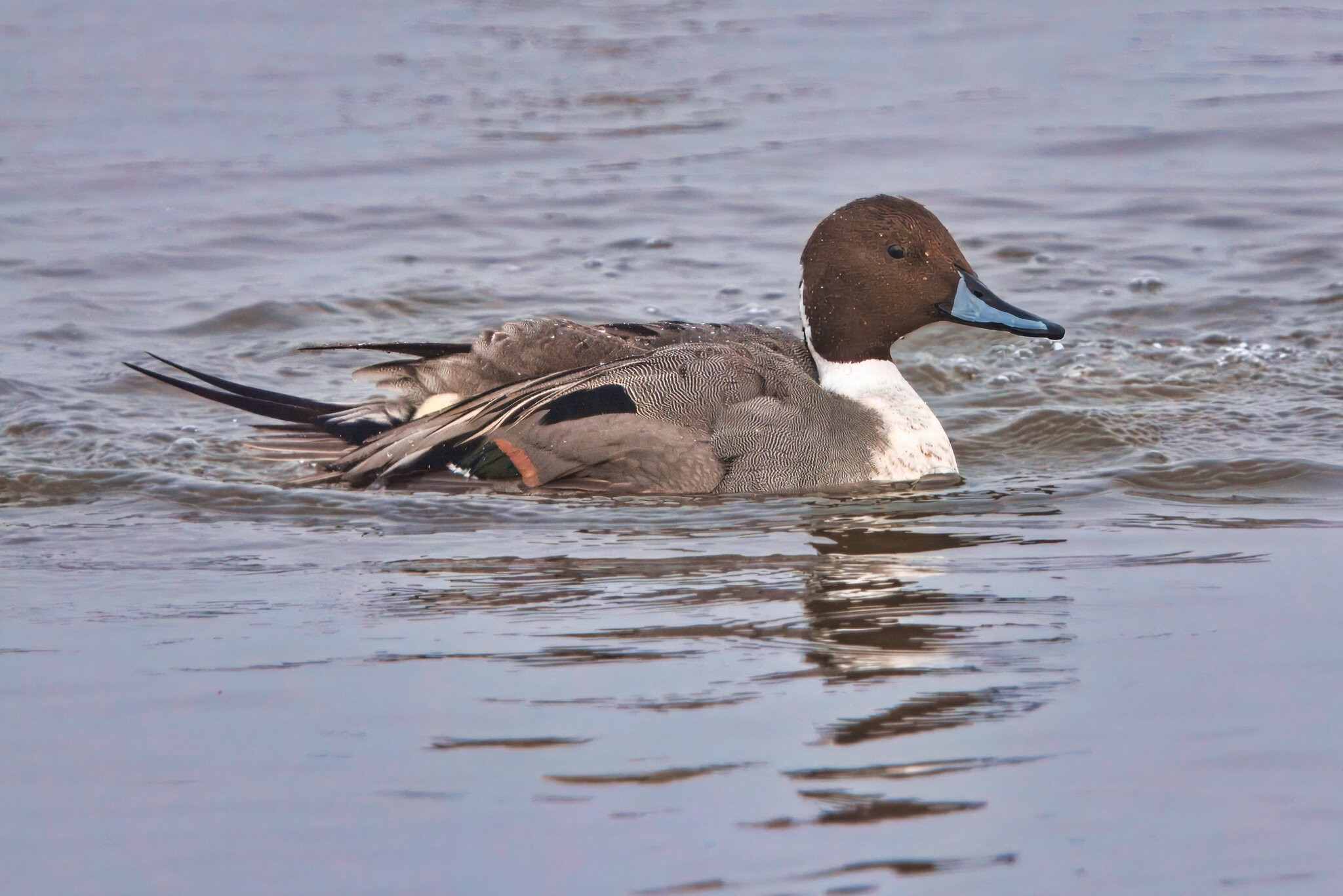 DSC08401 - Pintail.jpeg