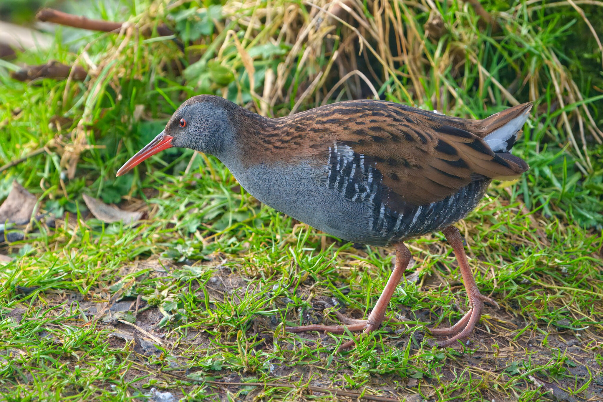 DSC08523 - Water Rail.jpeg