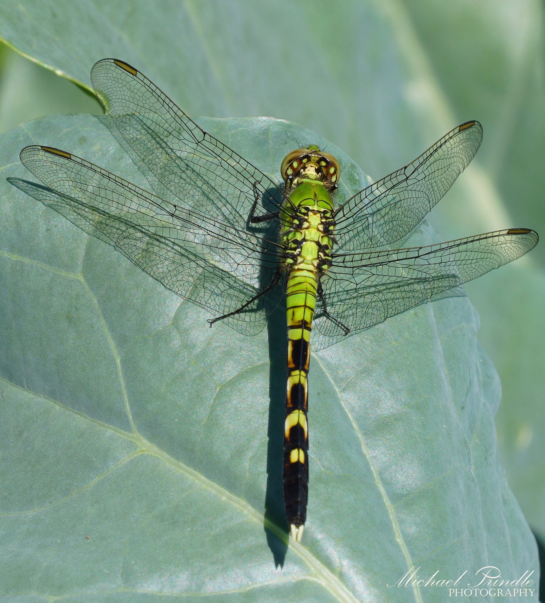 DSC08524-B PondHawk sign.jpg