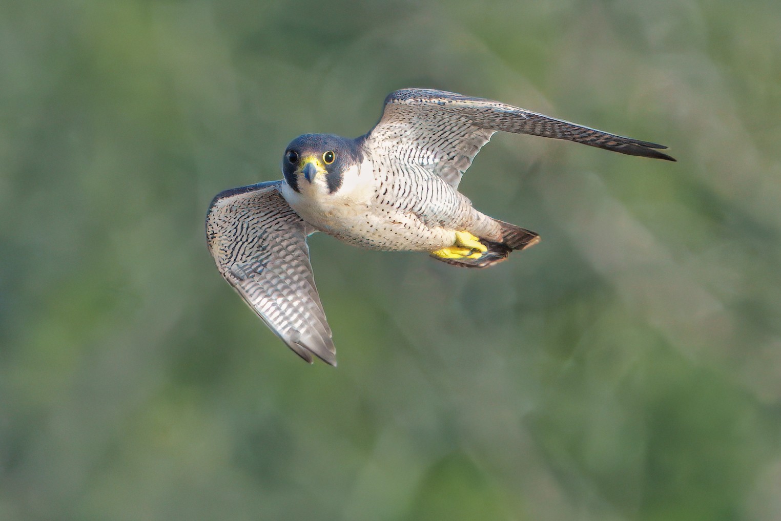 DSC08946 - Peregrine Falcon.jpeg