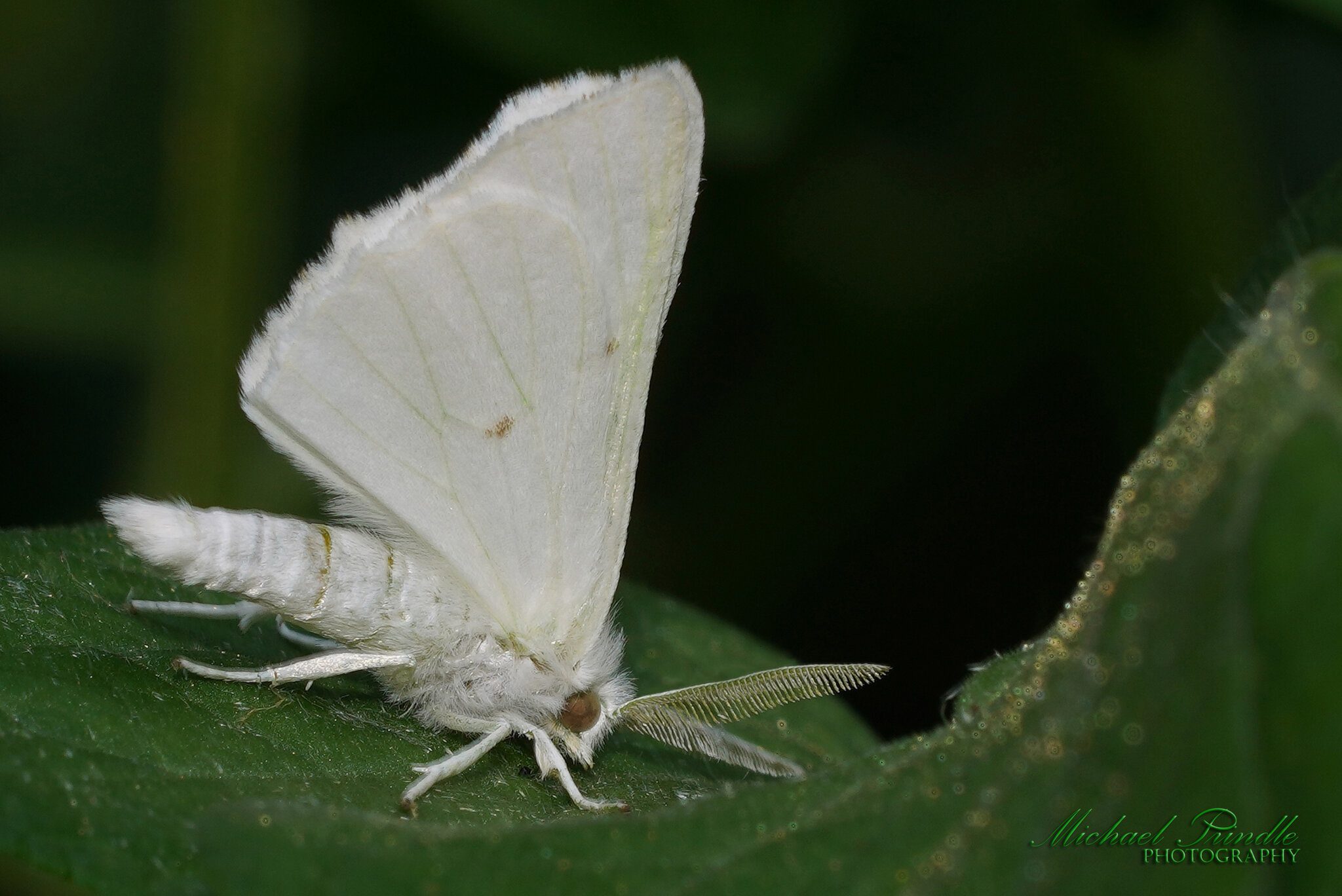 DSC09405-B Whi Moth sign.jpg