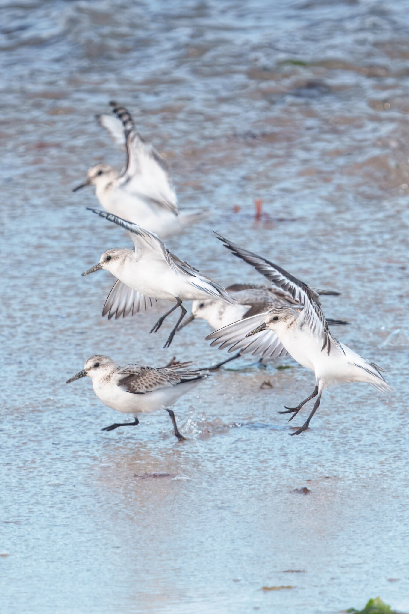 DSC09873 - Sandling.jpeg