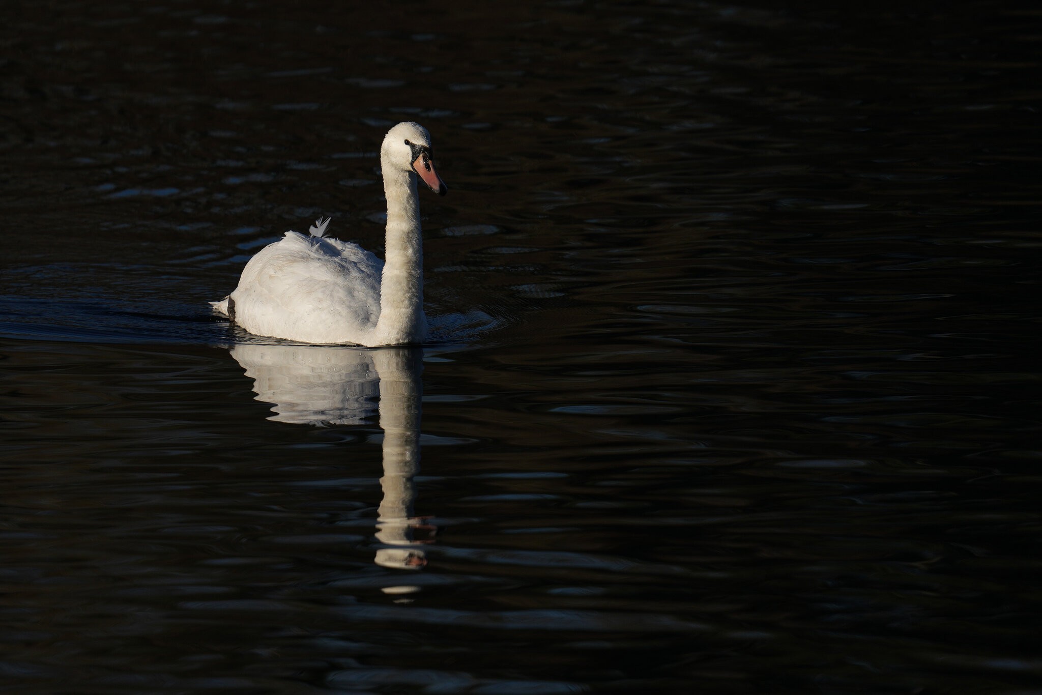 DSC09931-Swan-3000px.jpg