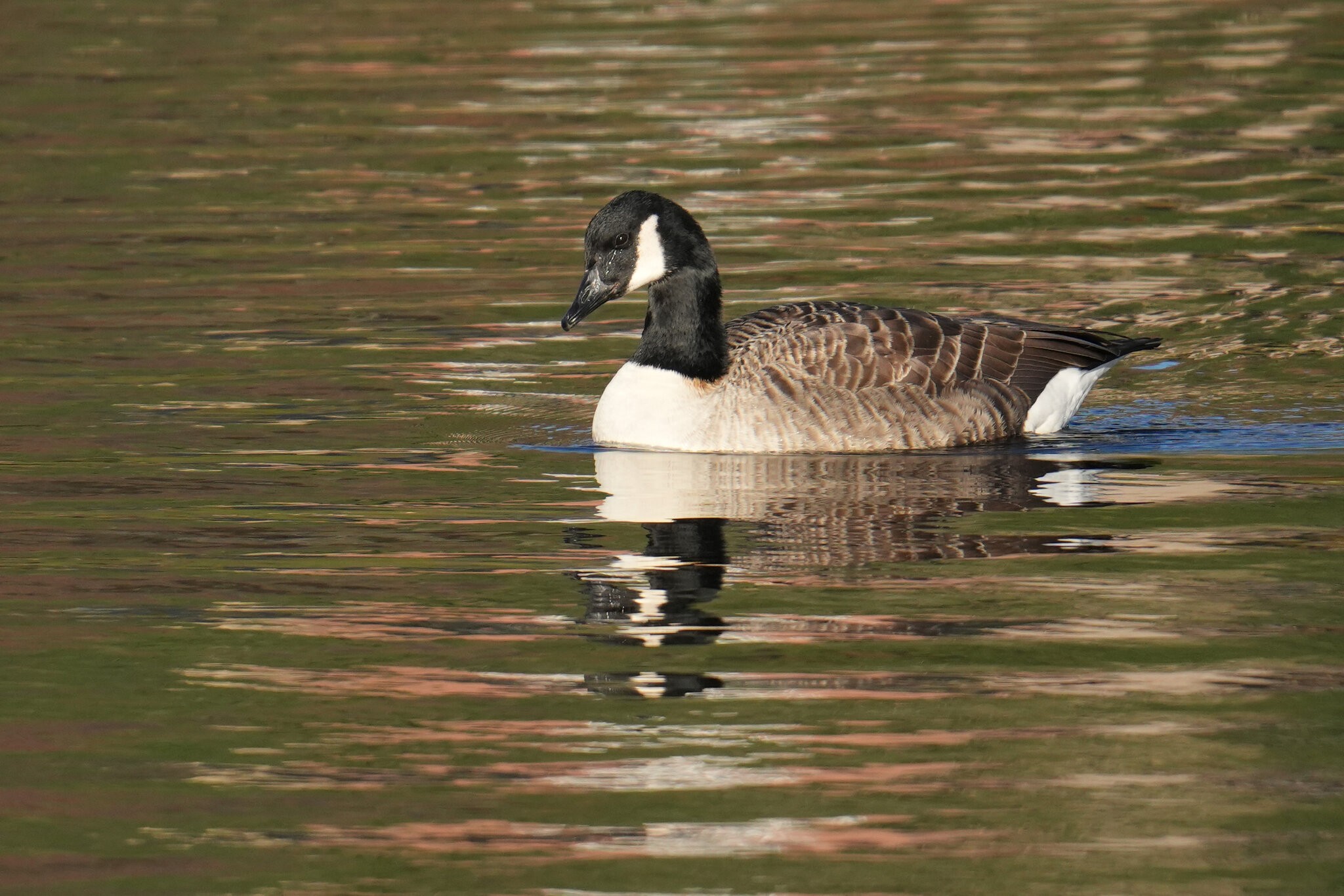 DSC09969-Canada-Goose-3000px.jpg