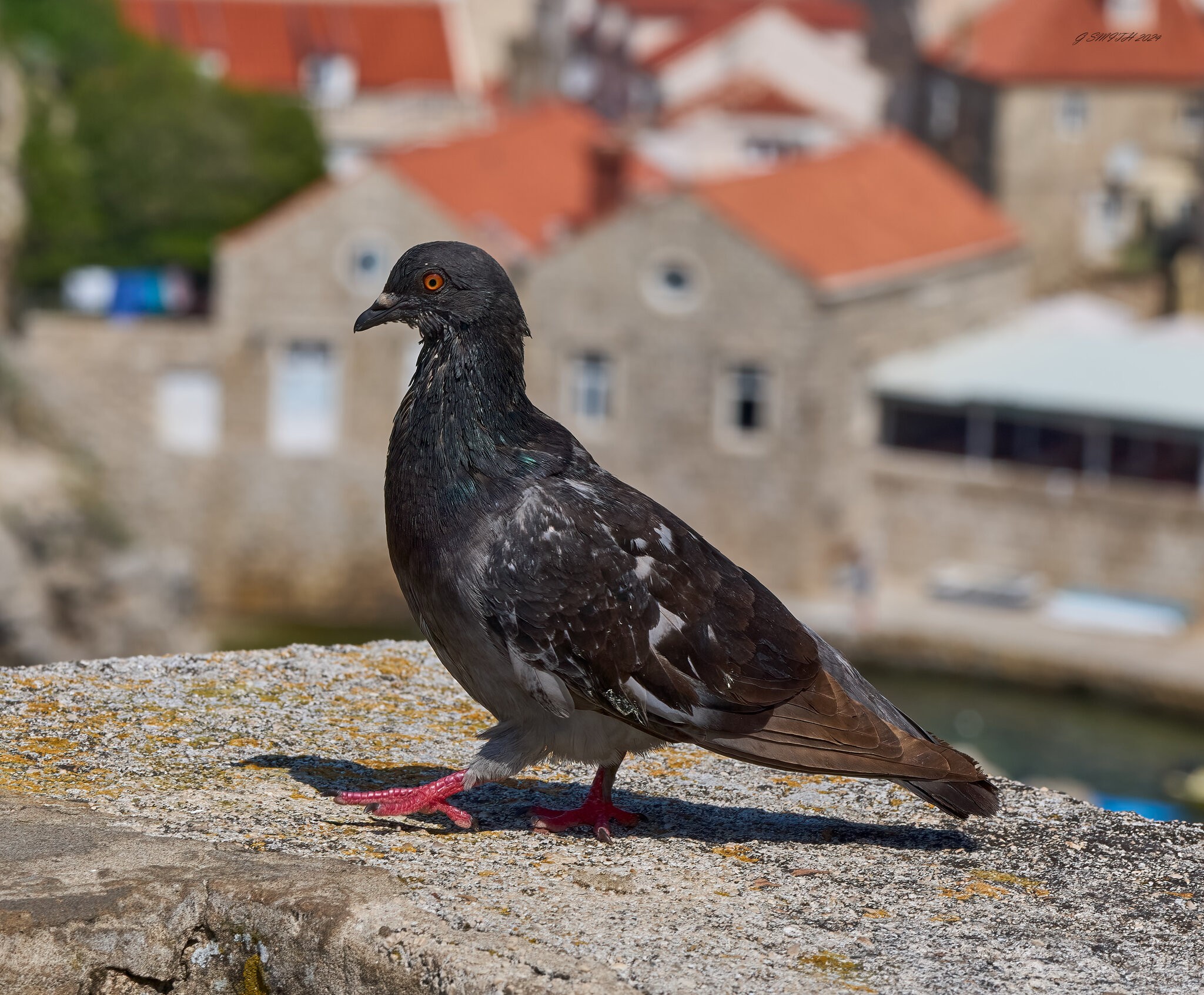 dubrovnik 2024 7.jpg