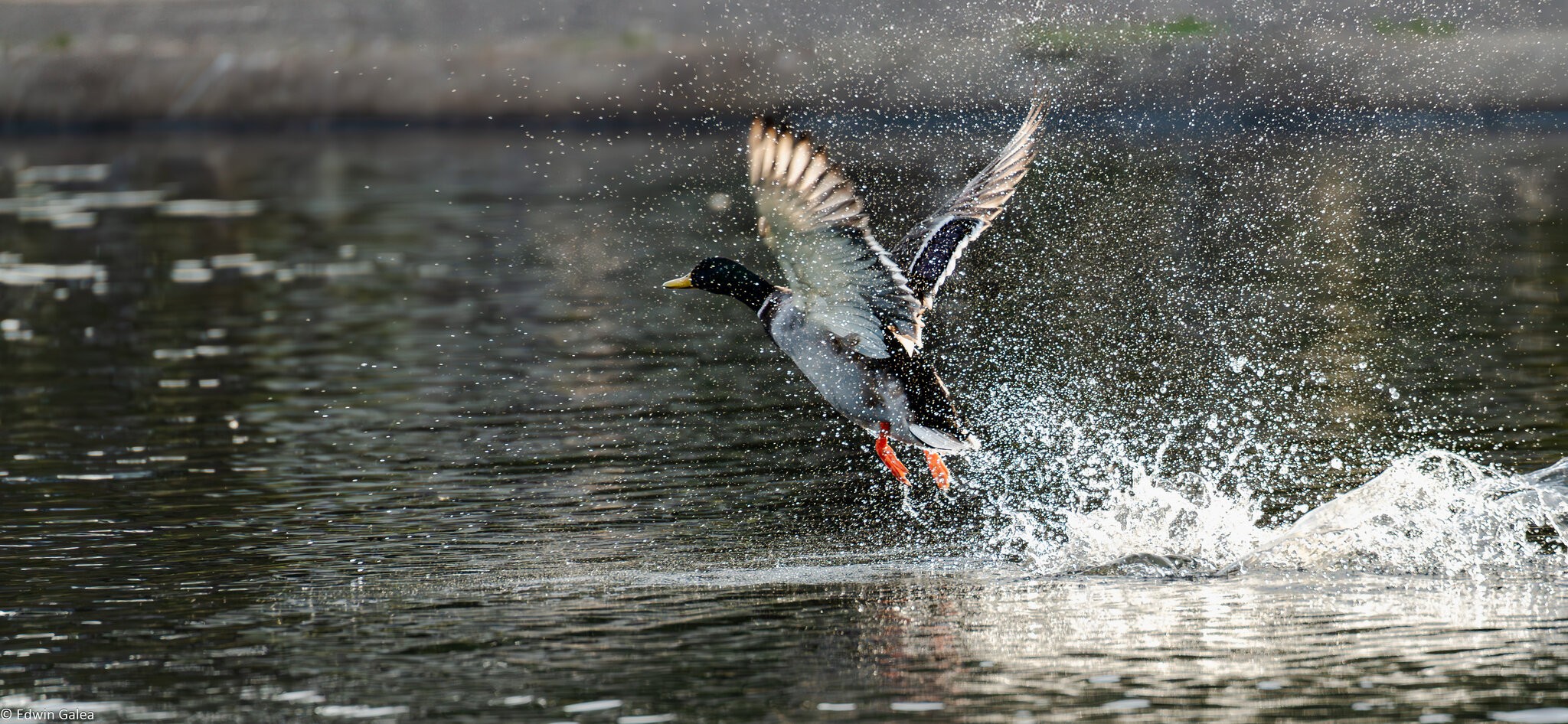 duck takeoff-3.jpg