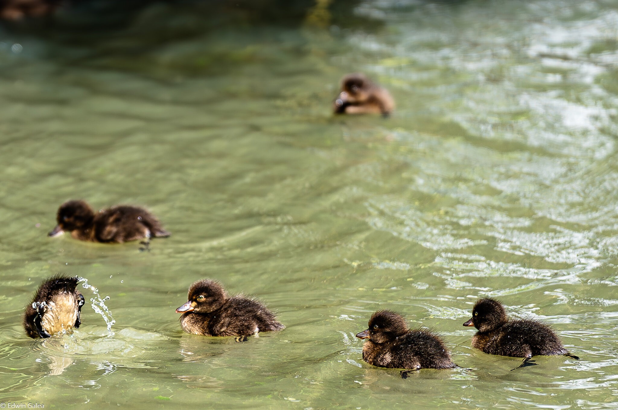 ducklings-2.jpg