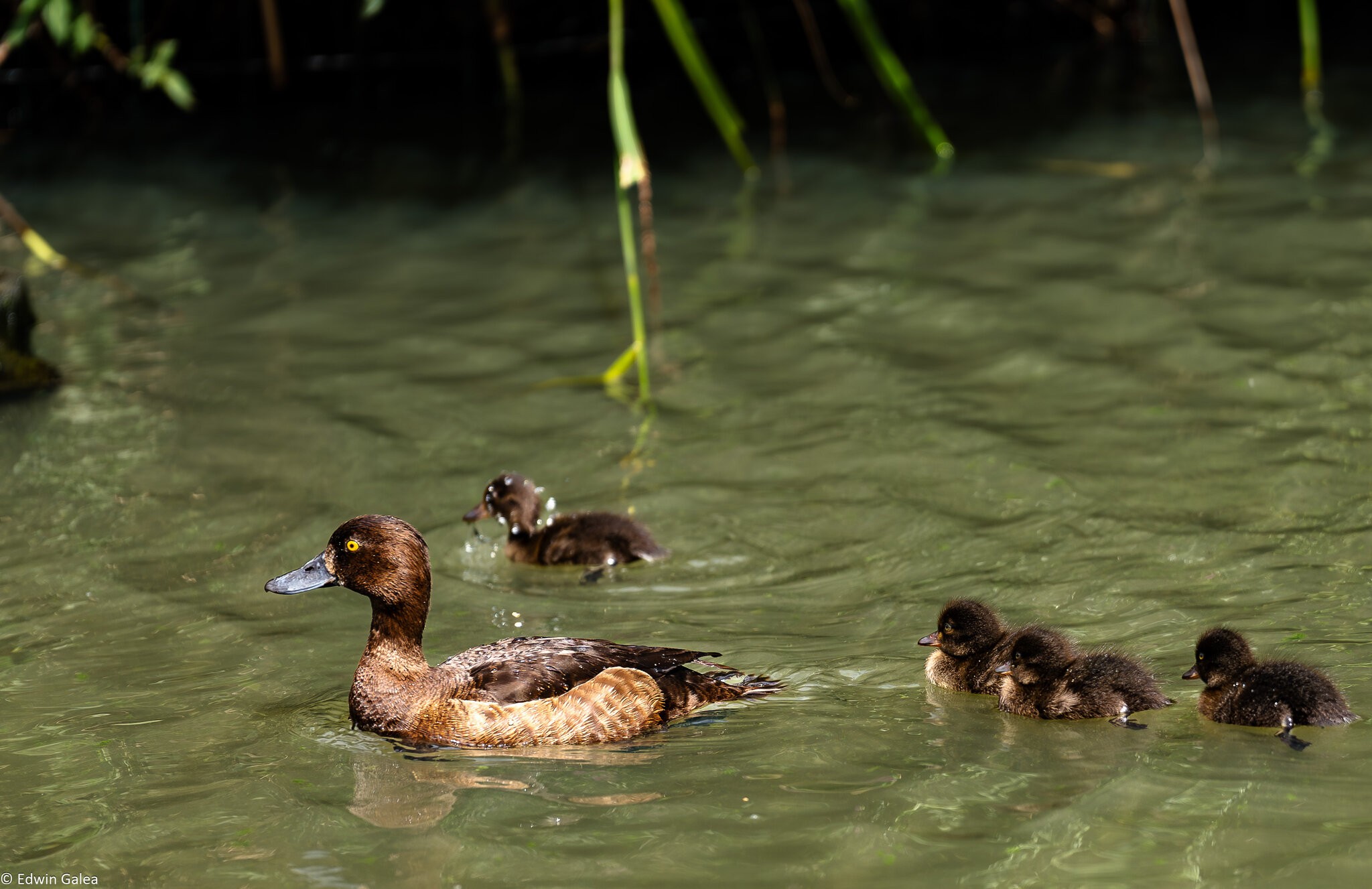 ducklings-5.jpg