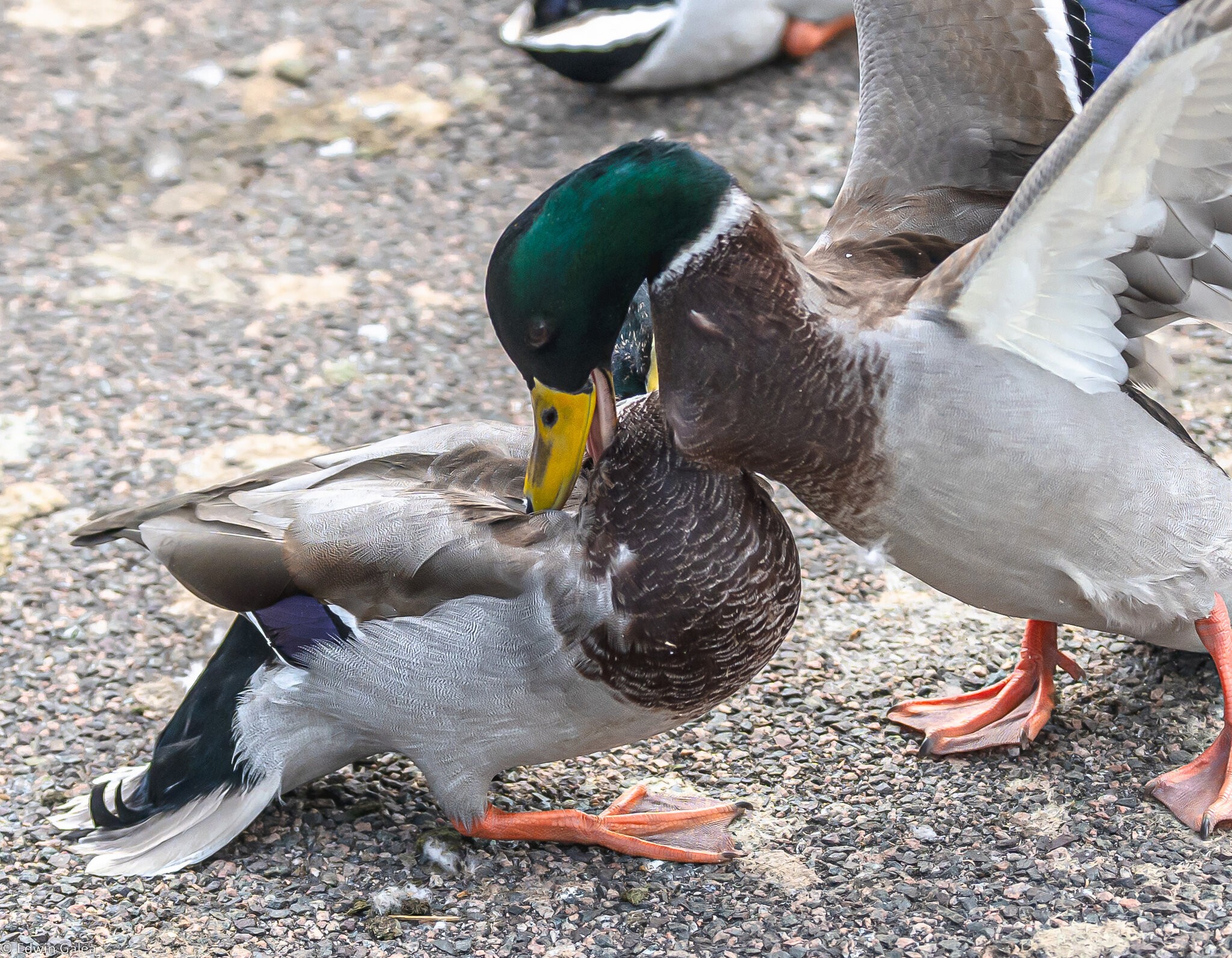 ducks_fighting-2.jpg