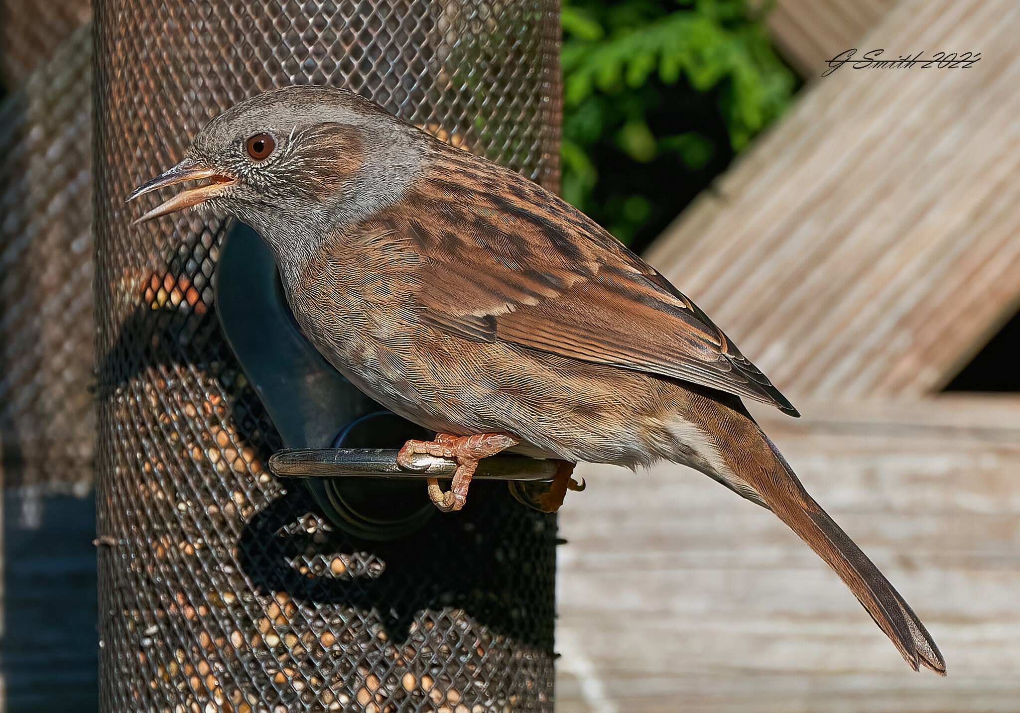 dunnock 2022.jpg