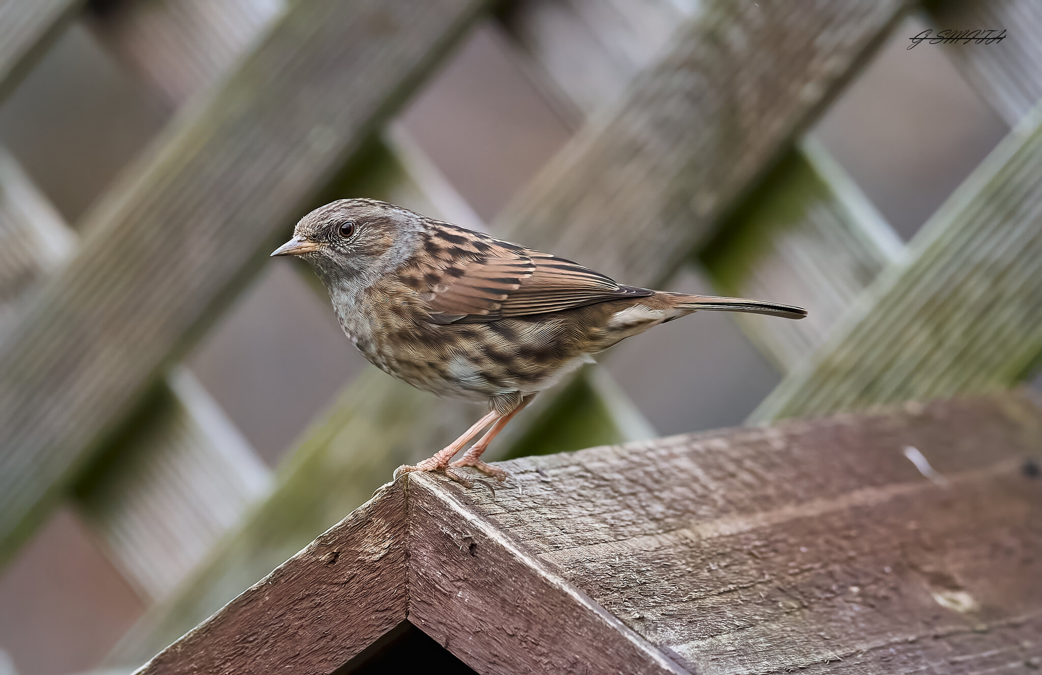 dunnock  2023.jpg