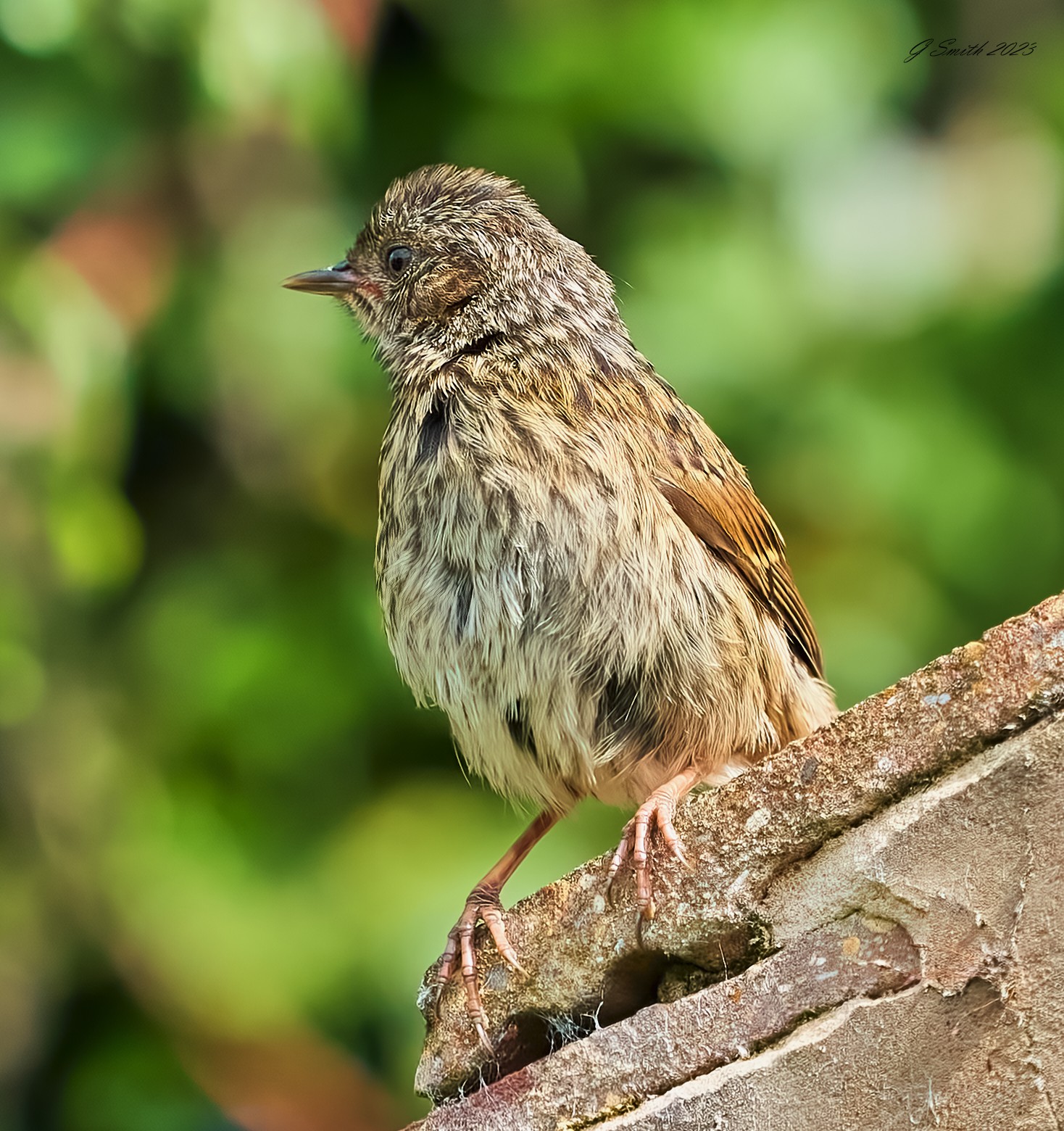 dunnock 2023.jpg