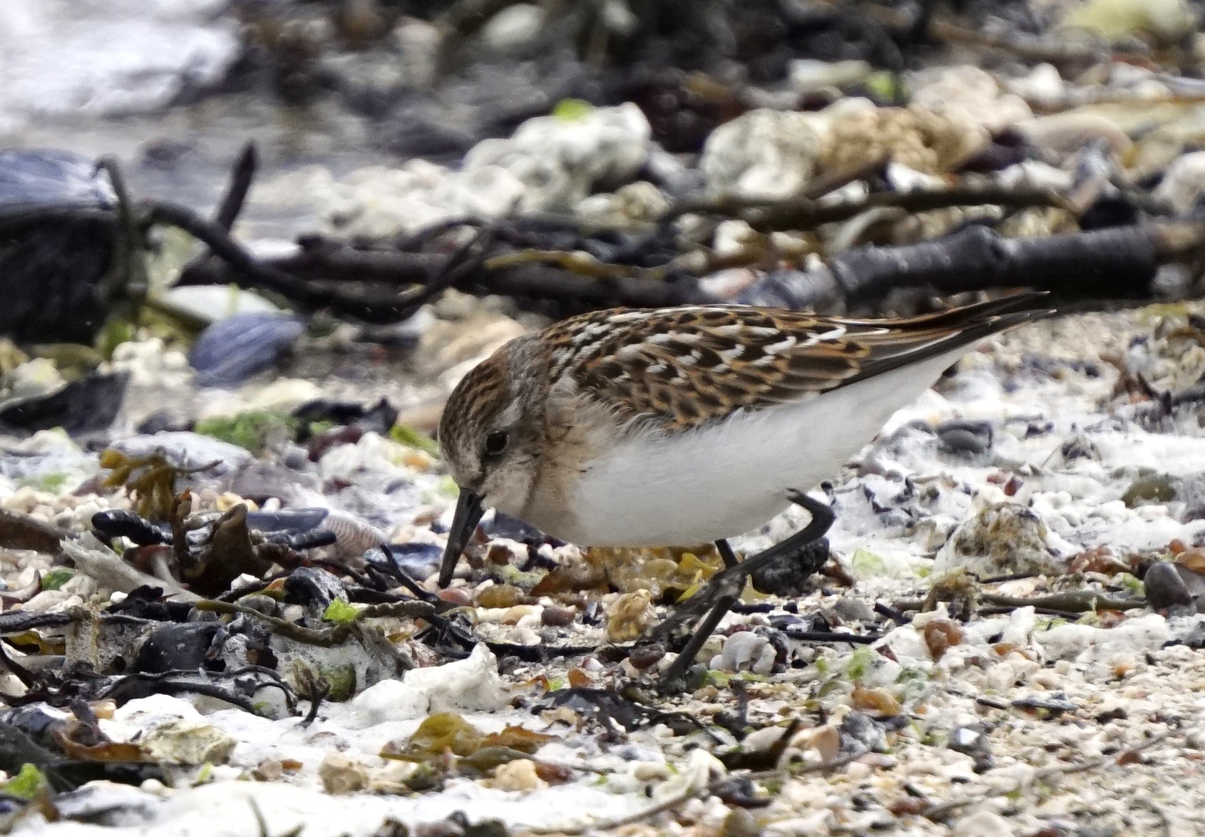 Dvergsnipe  Calidris Minuta