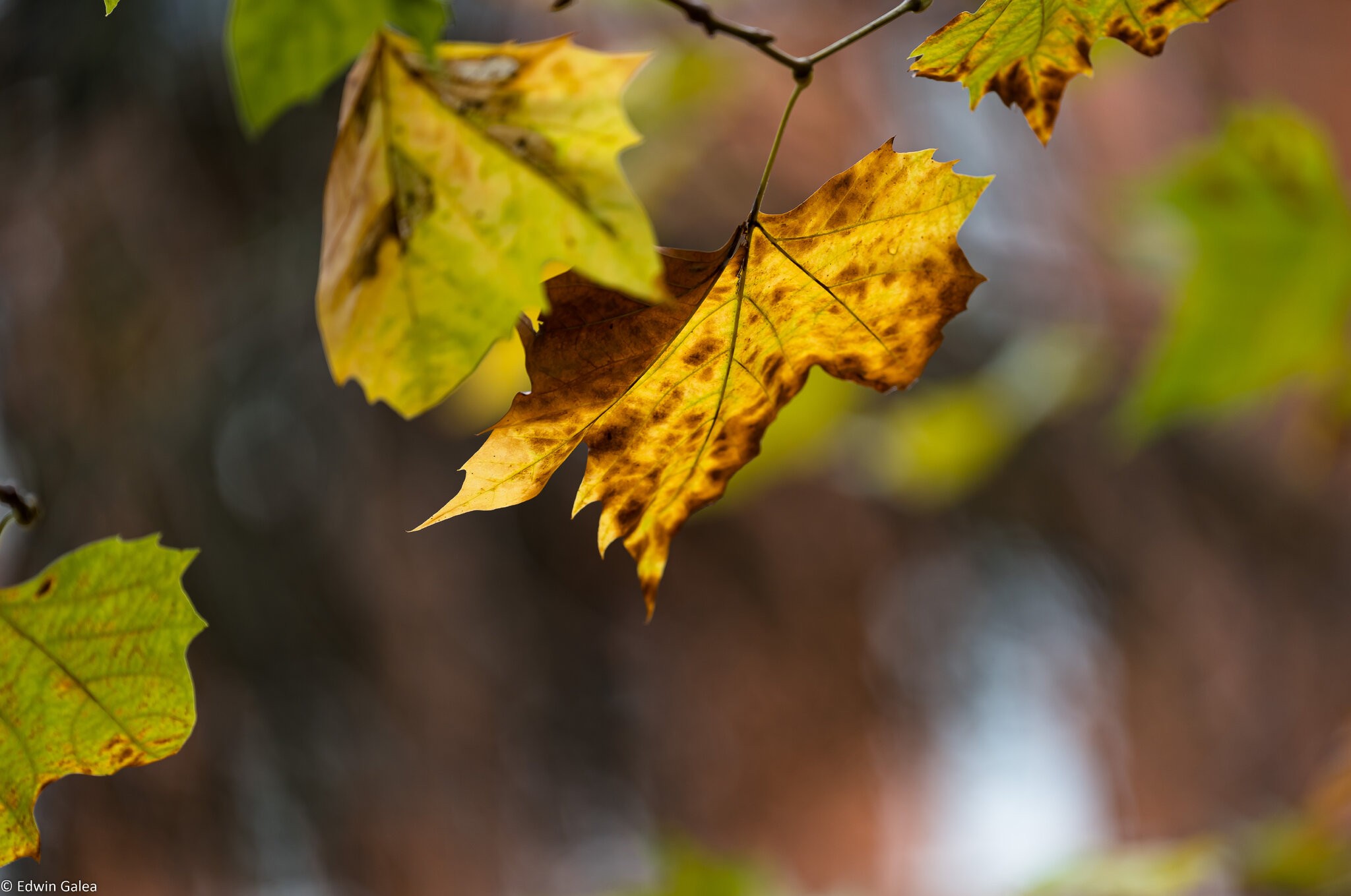 dying_leaf_natural-1.jpg