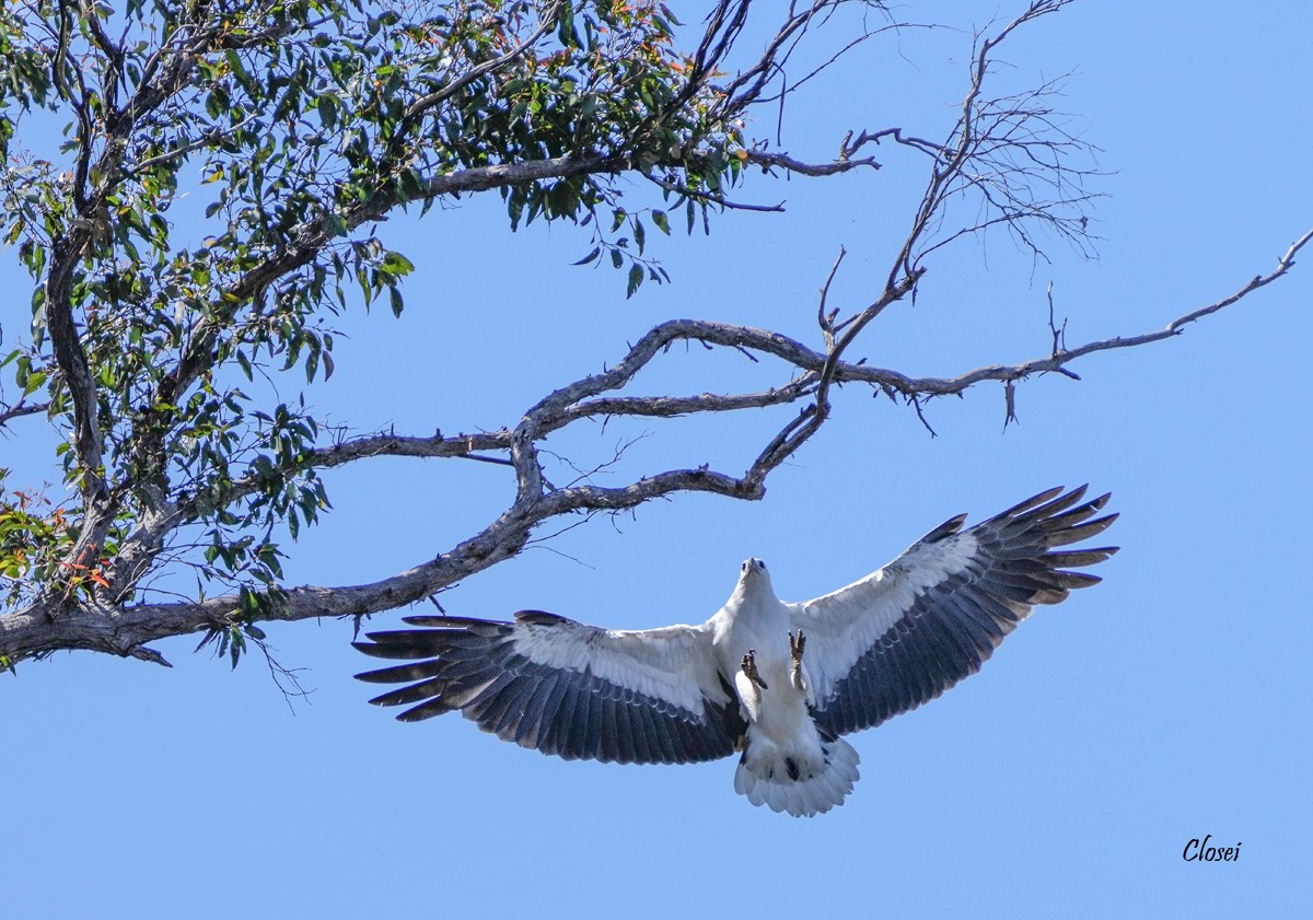 eagle landing 5r.jpg