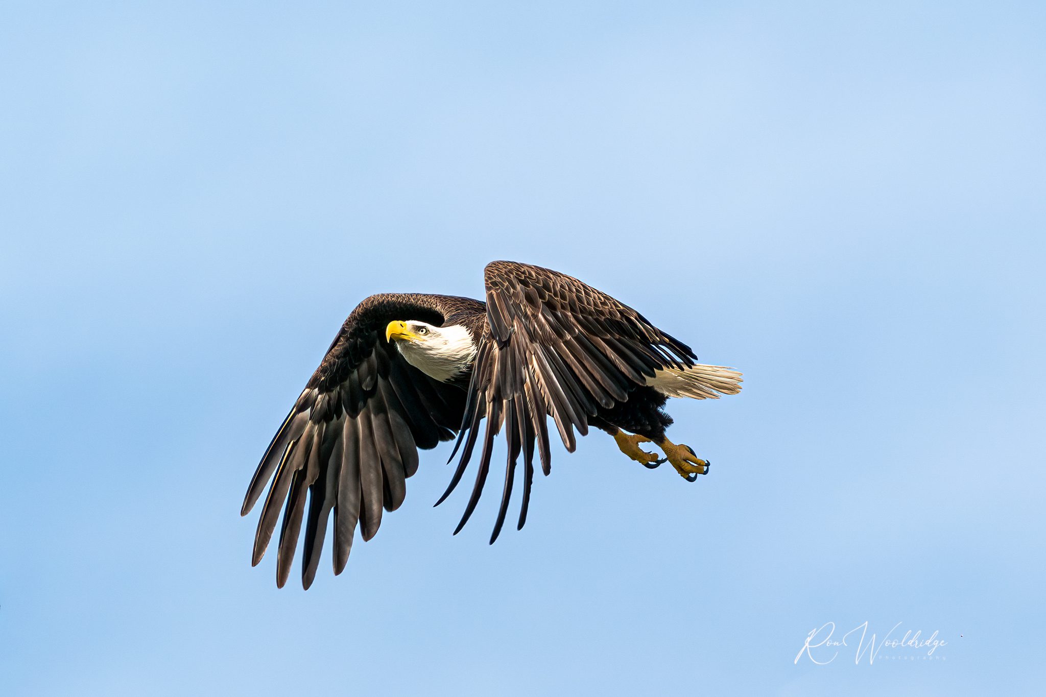 Eagles-2-24-20-0827.jpg