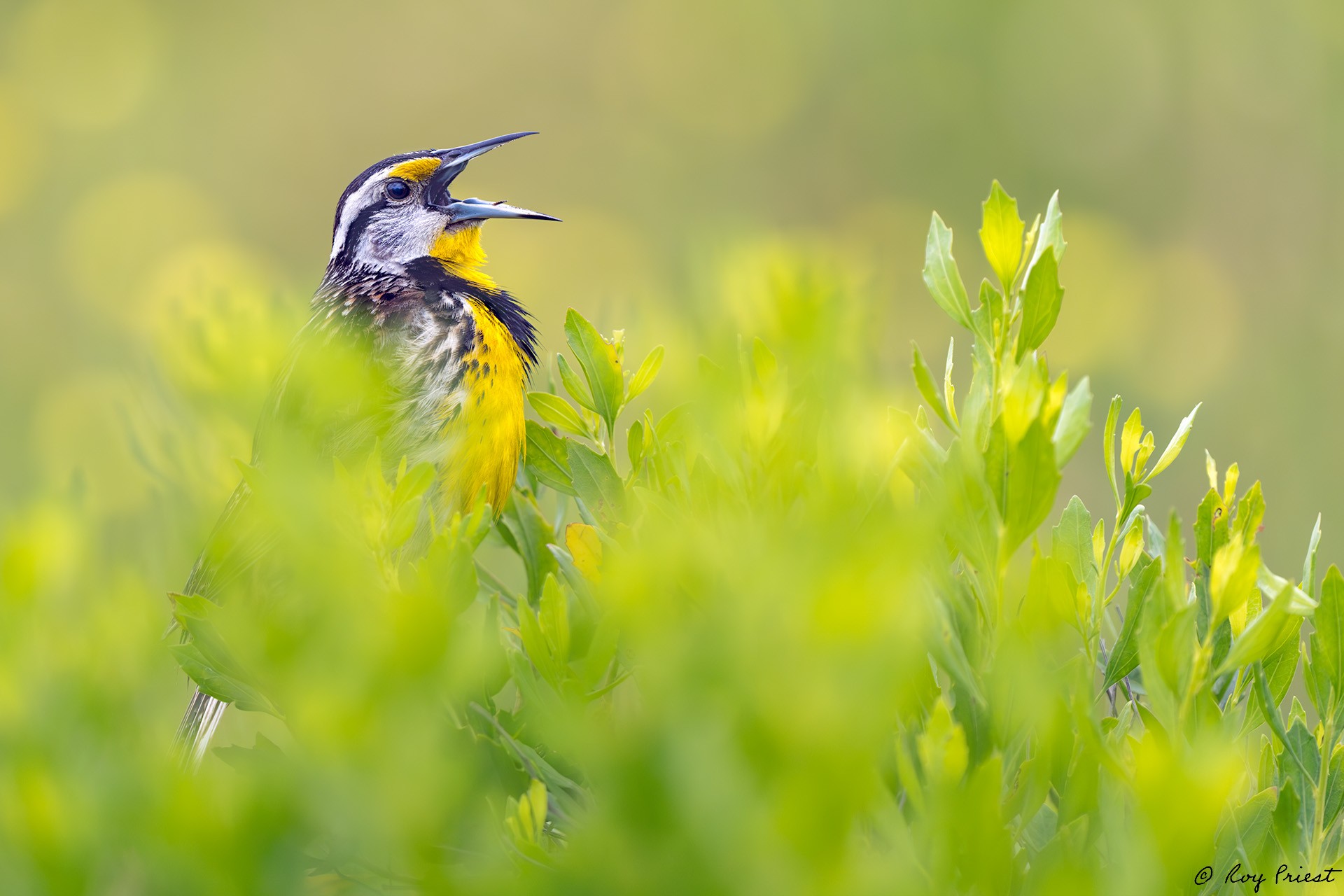 Eastern Meadowlark_RP27964.jpg