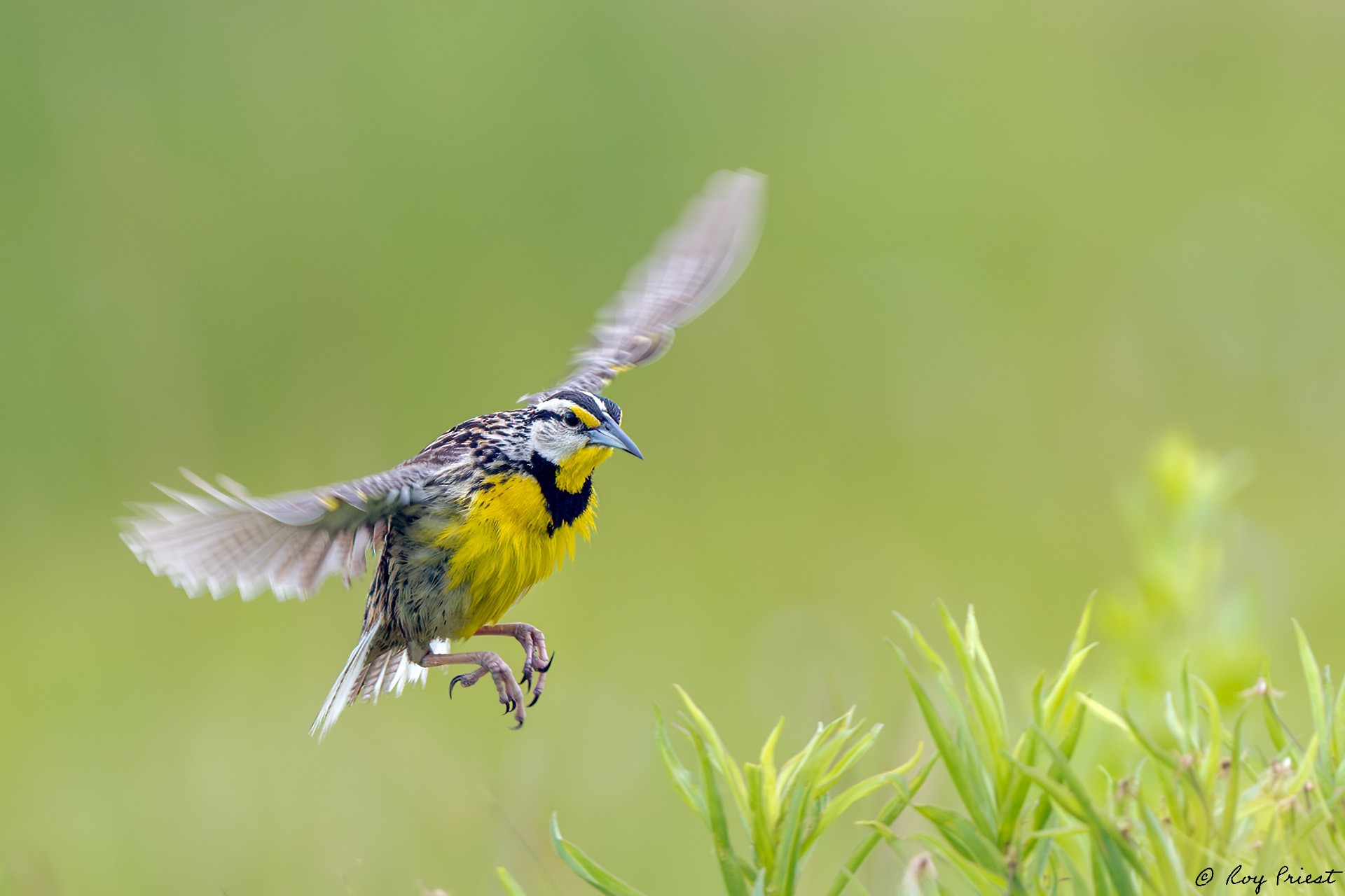 Eastern Meadowlark_RP28041.jpg