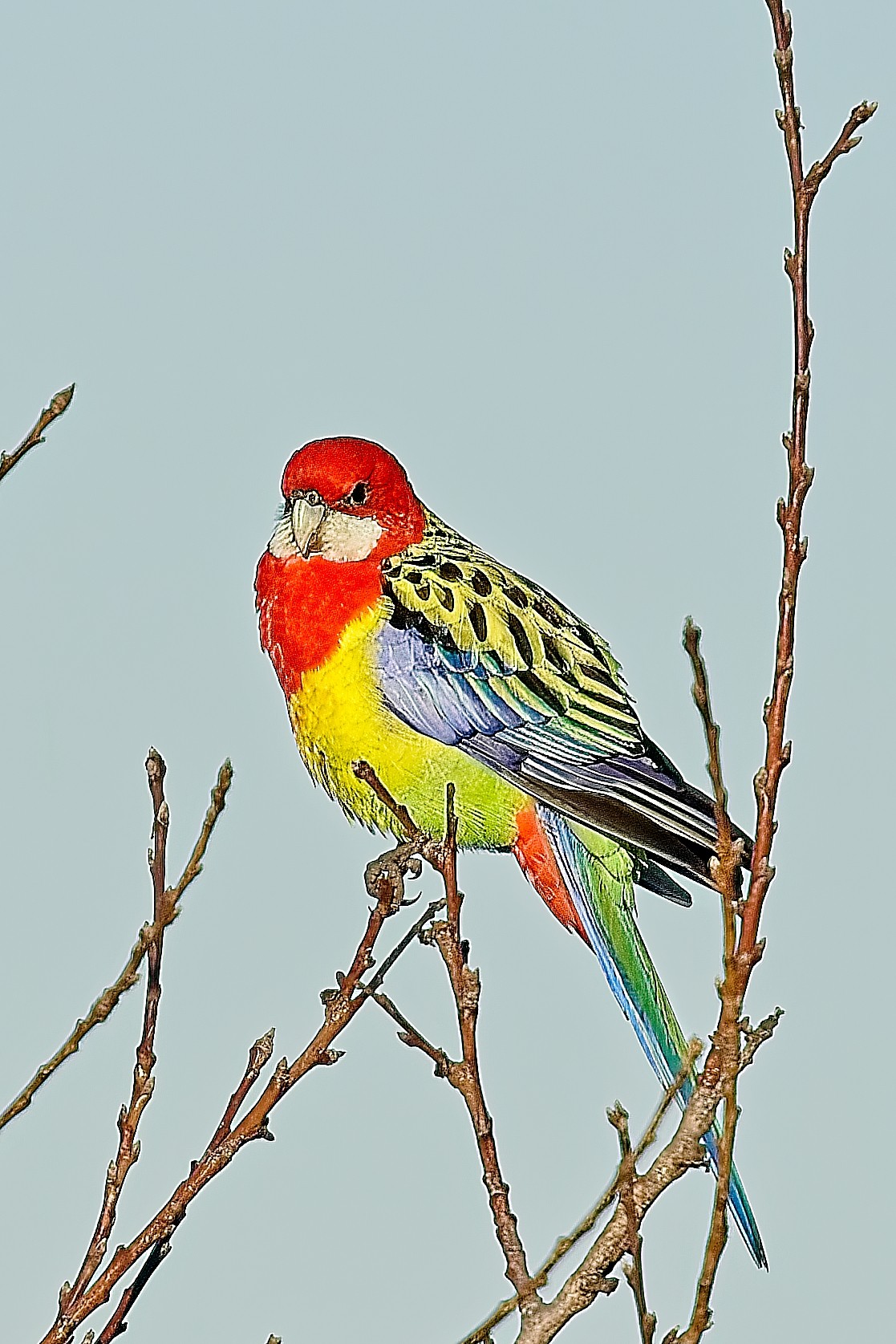 Eastern Rosella