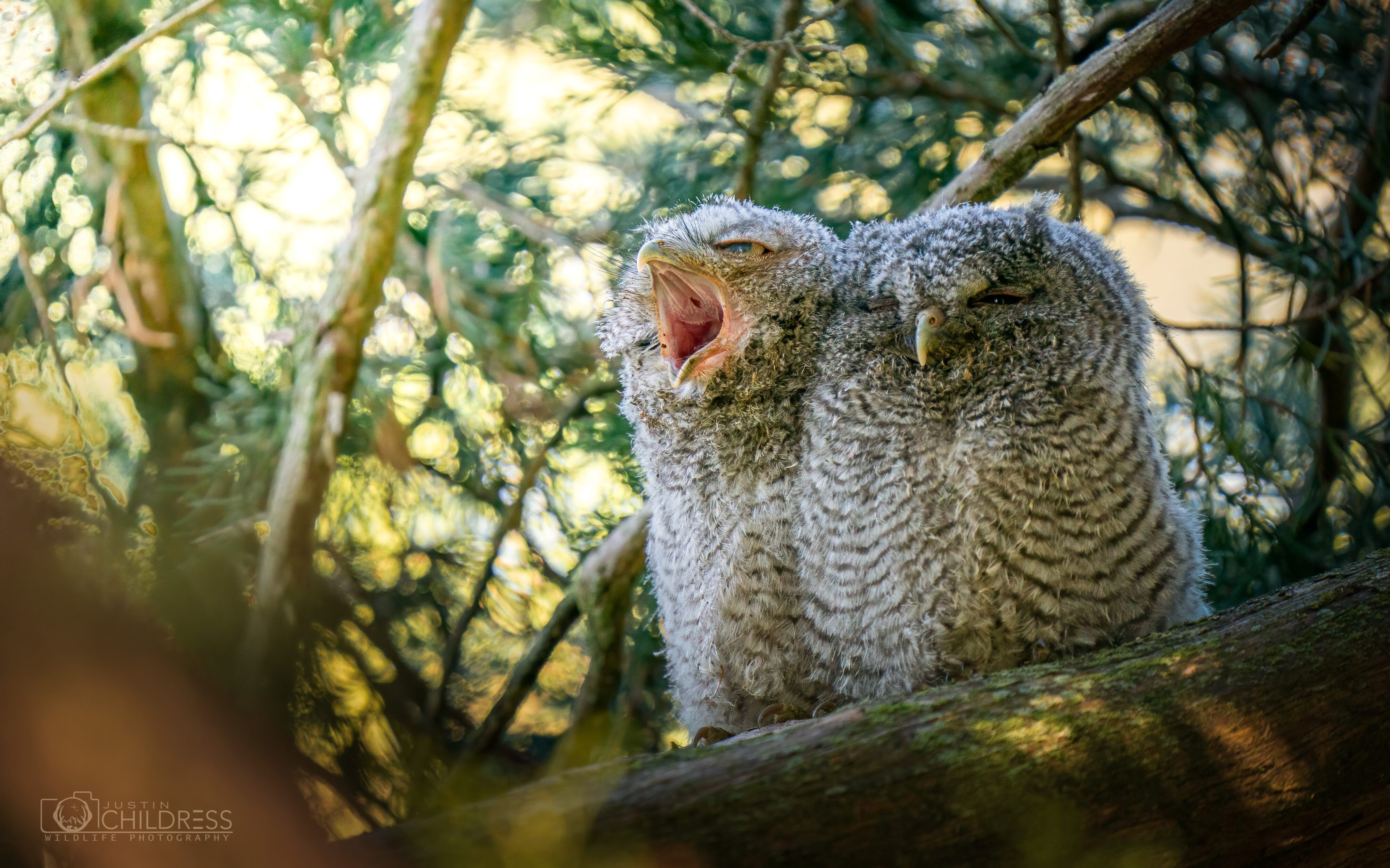 Eastern Screech Owl Babies