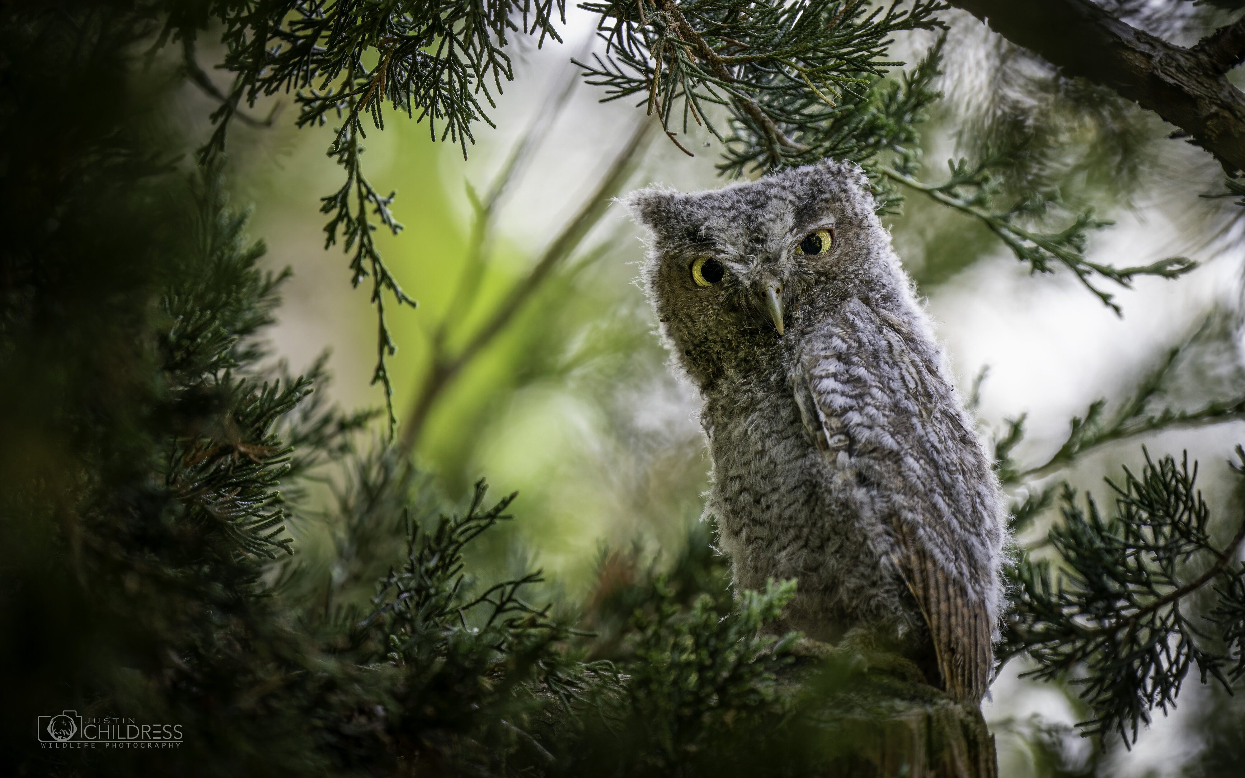 Eastern Screech Owlet