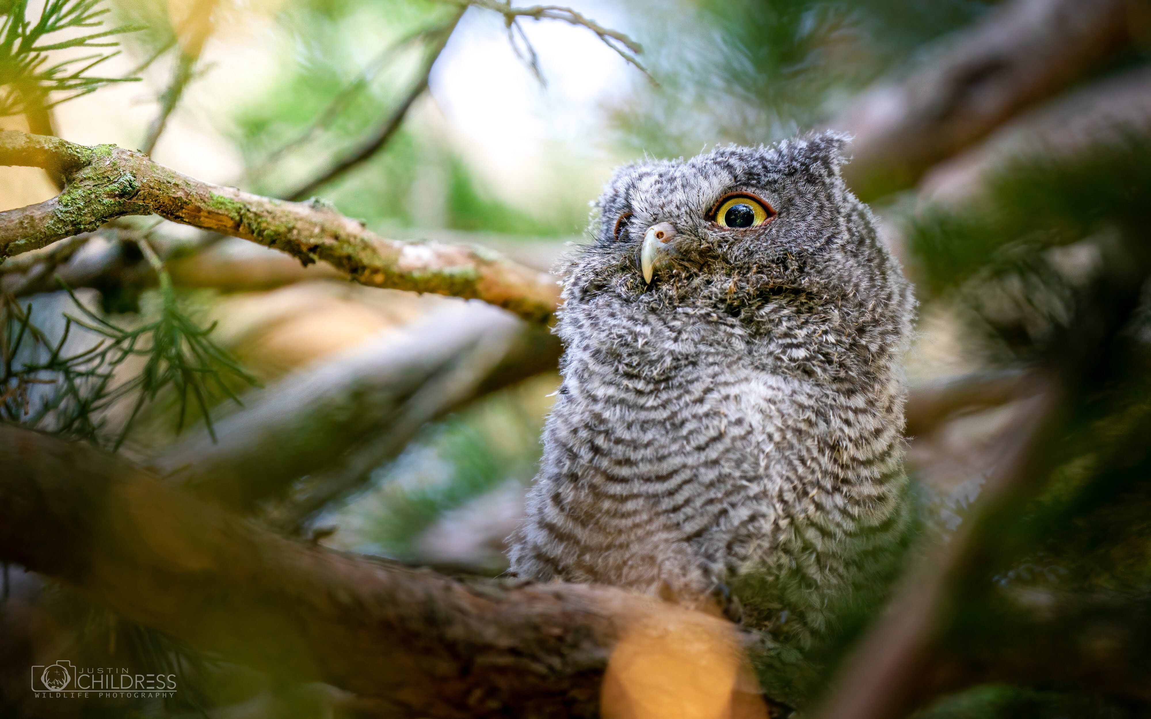 Eastern Screech Owlet