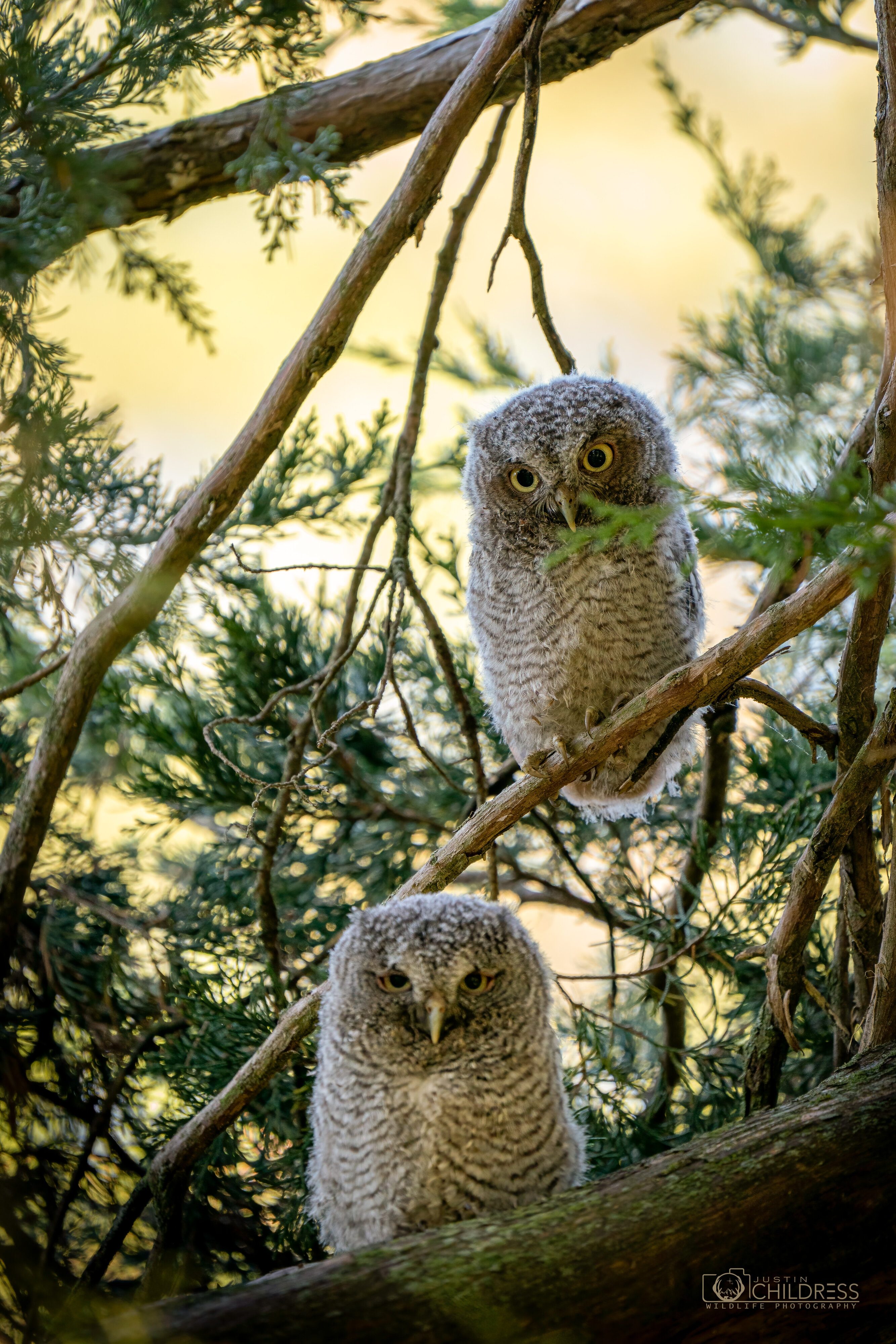 Eastern Screech Owlets