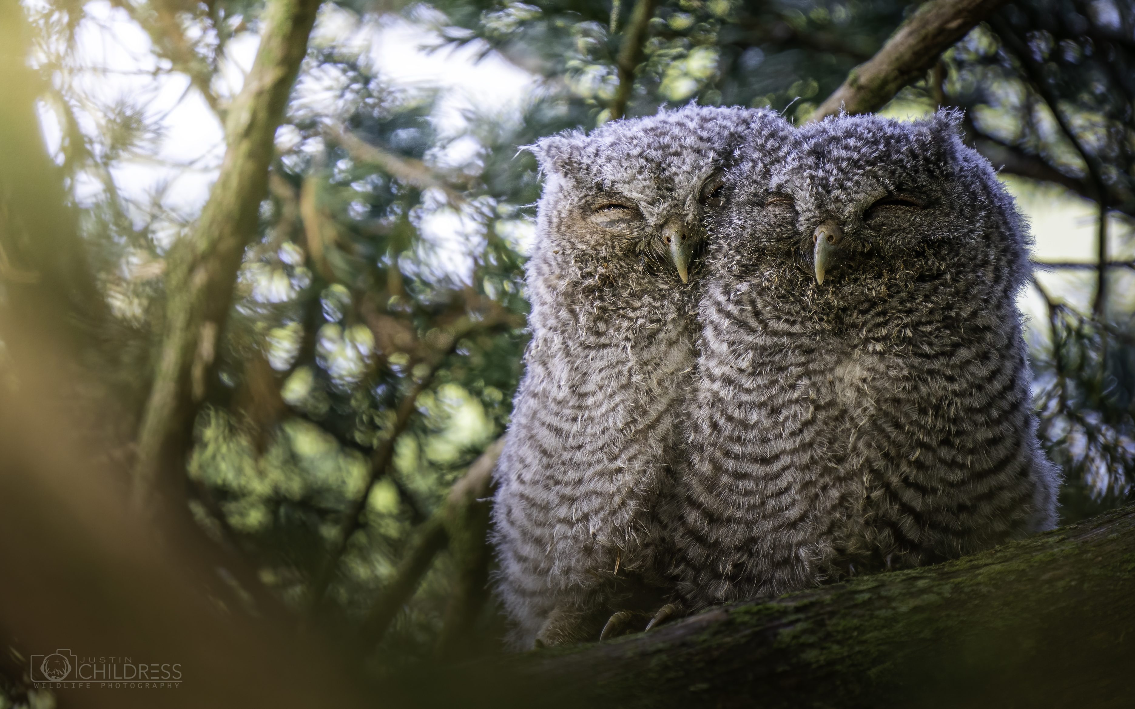 Eastern Screech Owlets