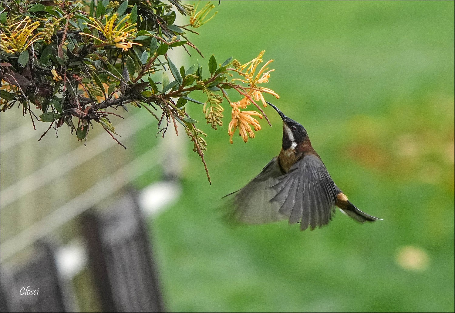 Eastern Spinebill r.jpg